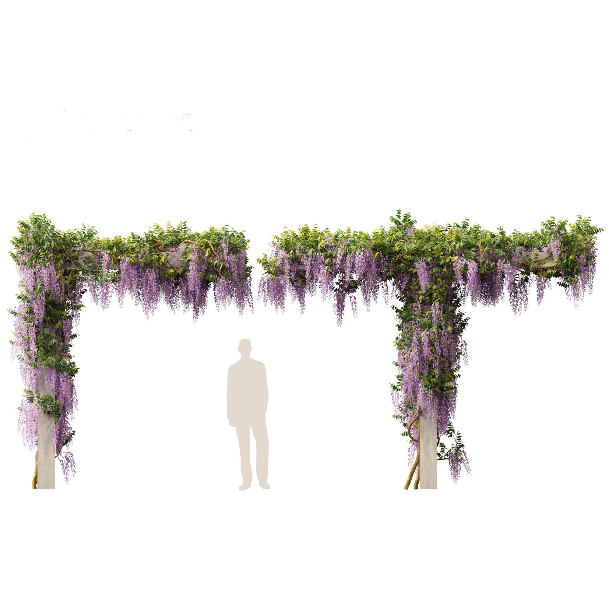 Wisteria sinensis - Game-Ready 3D Model - View 10
