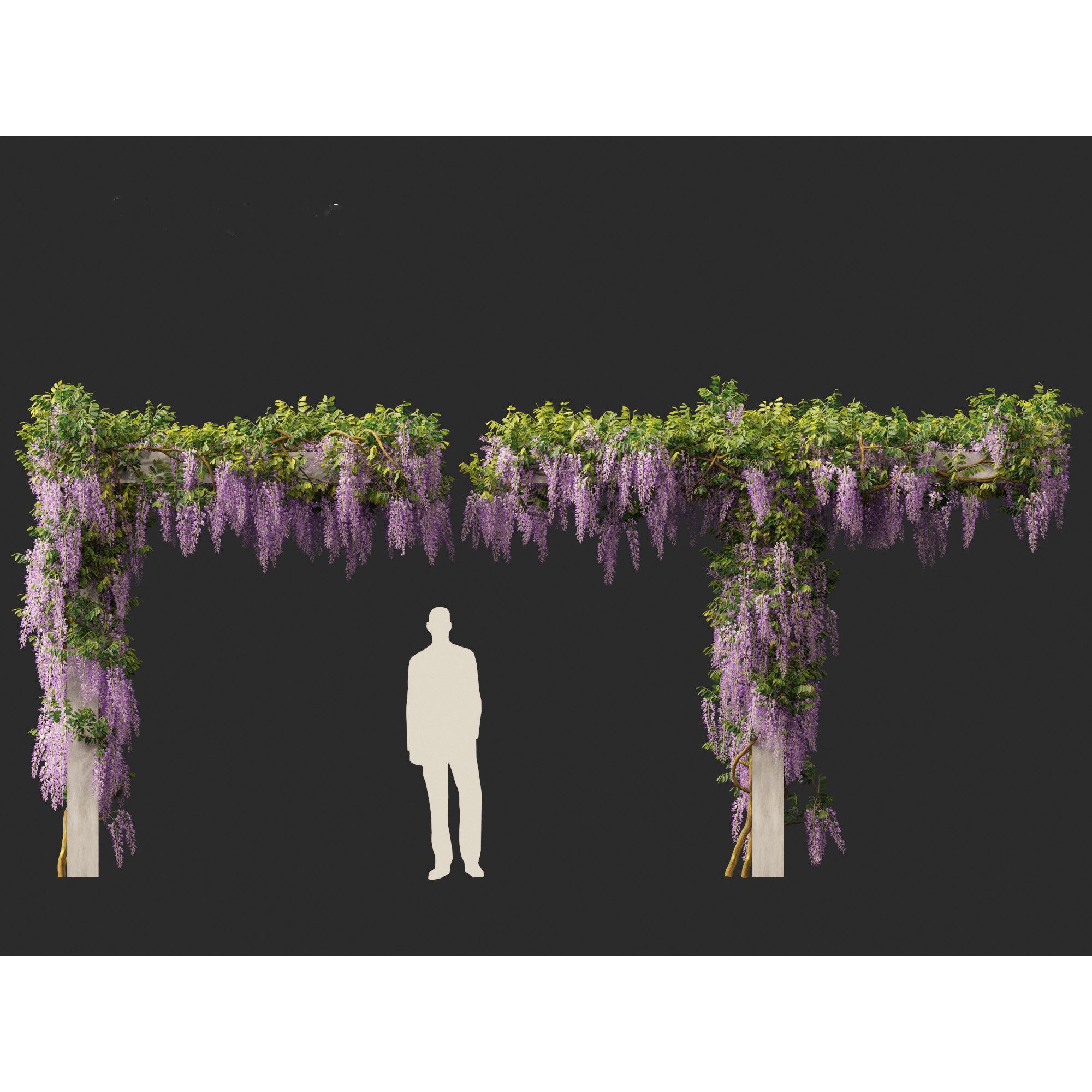 Wisteria sinensis - Game-Ready 3D Model - View 11