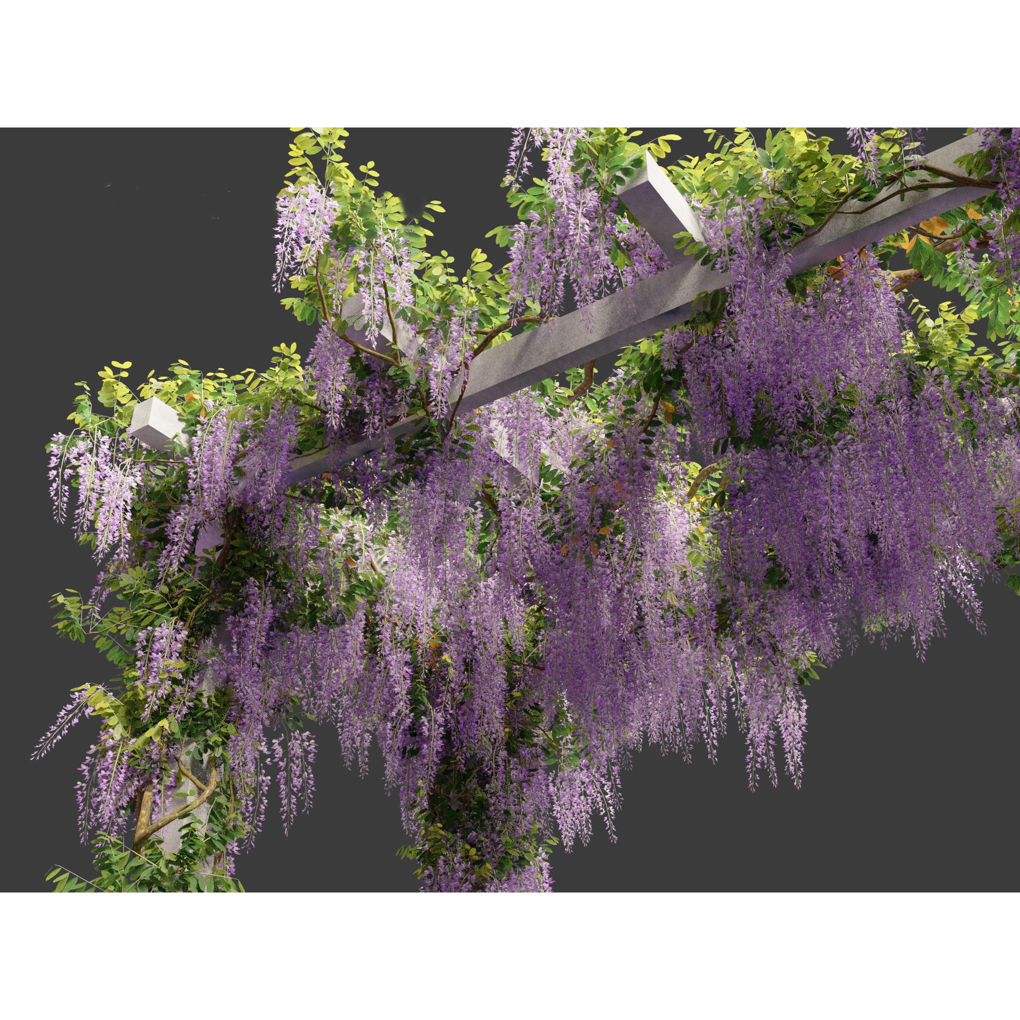 Wisteria sinensis - Game-Ready 3D Model - View 12