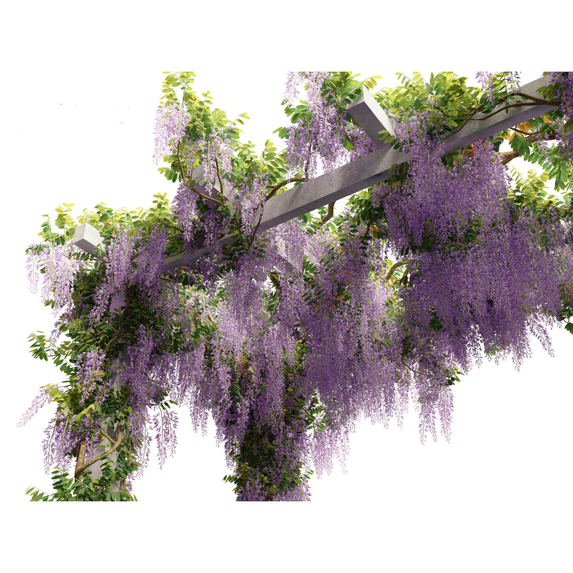 Wisteria sinensis - Game-Ready 3D Model - View 13