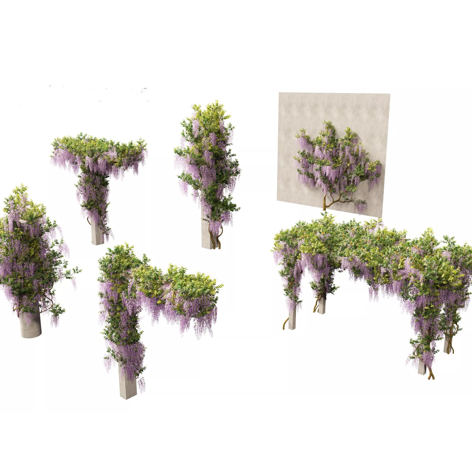 Wisteria sinensis - Game-Ready 3D Model - View 2