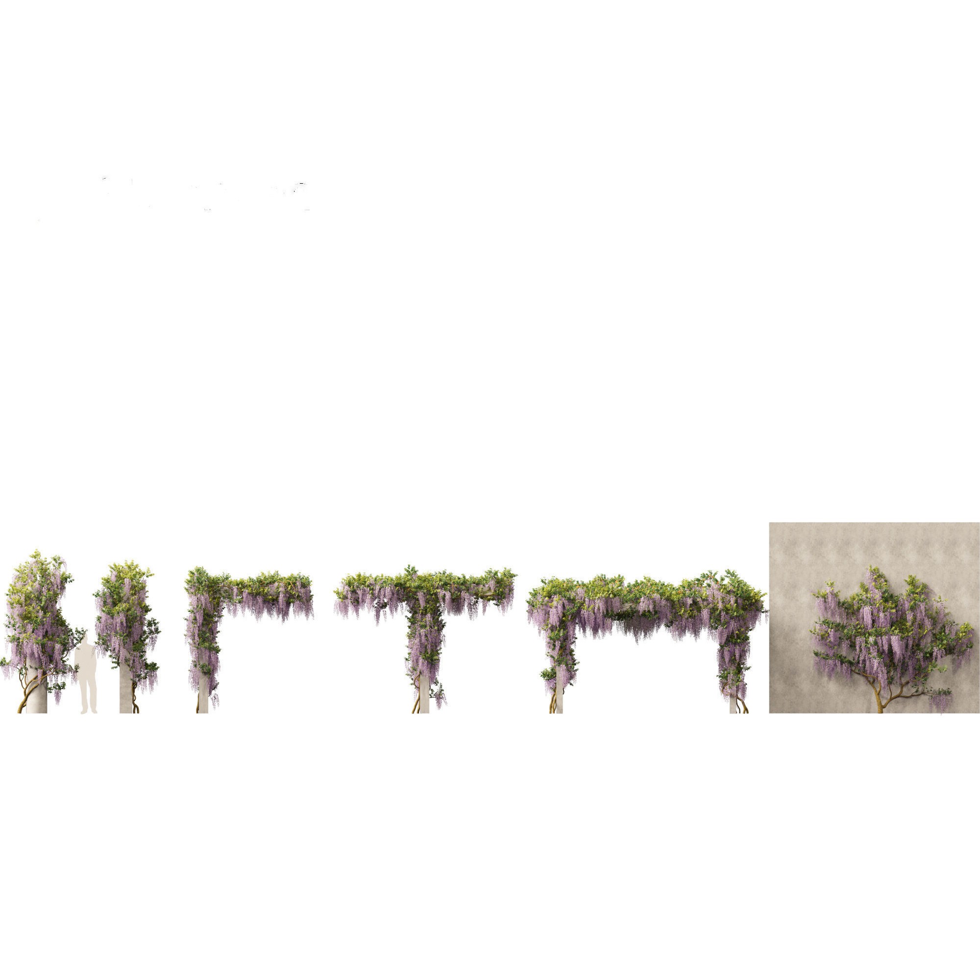 Wisteria sinensis - Game-Ready 3D Model - View 3