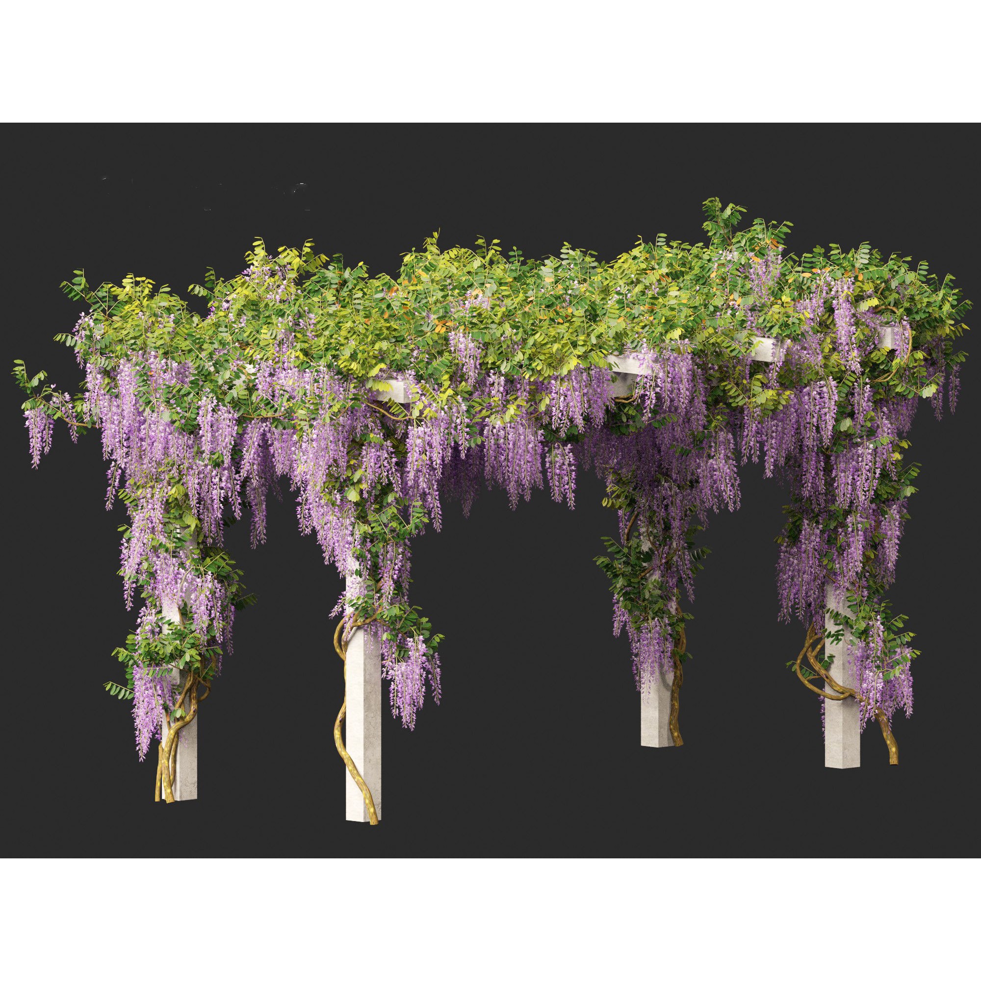 Wisteria sinensis - Game-Ready 3D Model - View 4