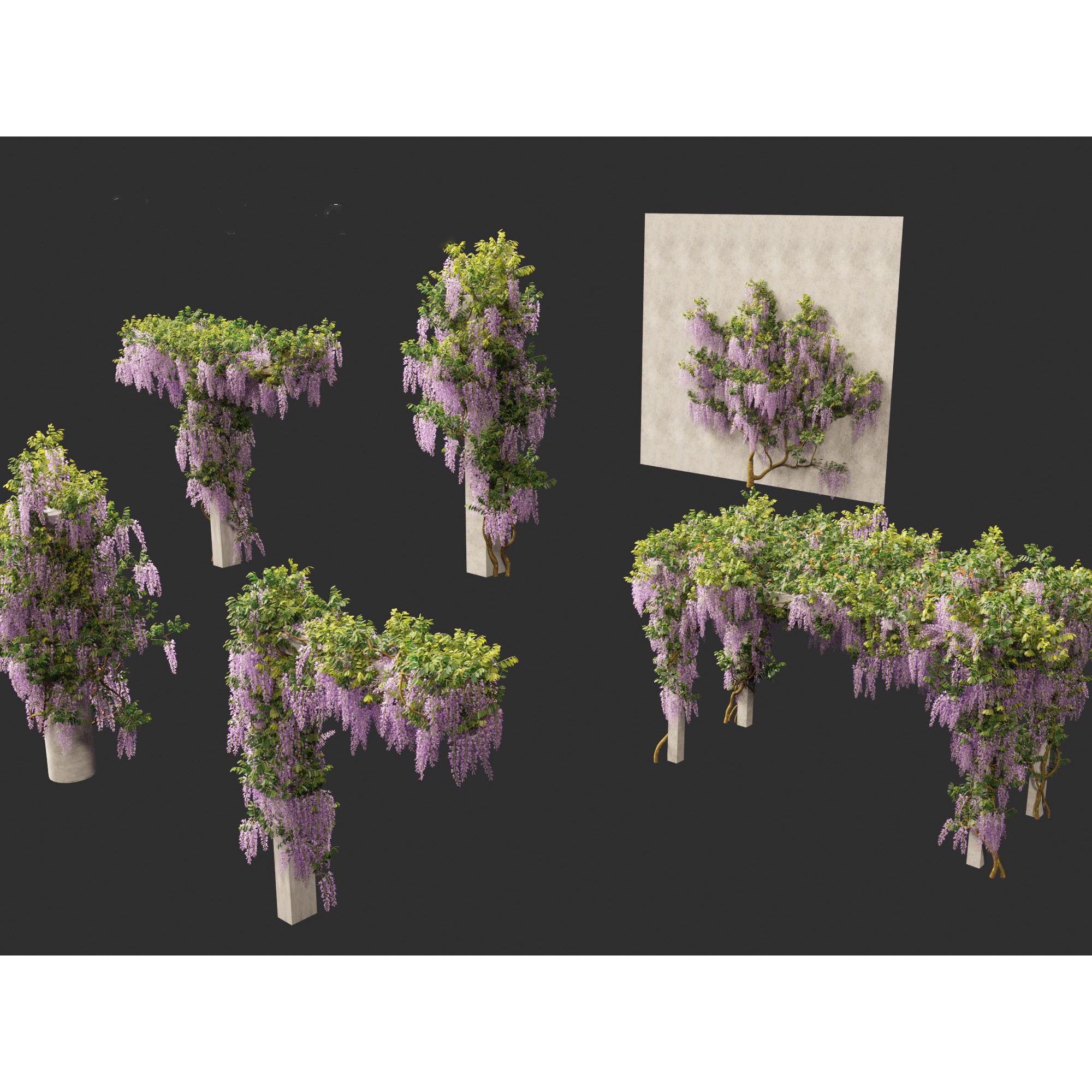 Wisteria sinensis - Game-Ready 3D Model - View 5