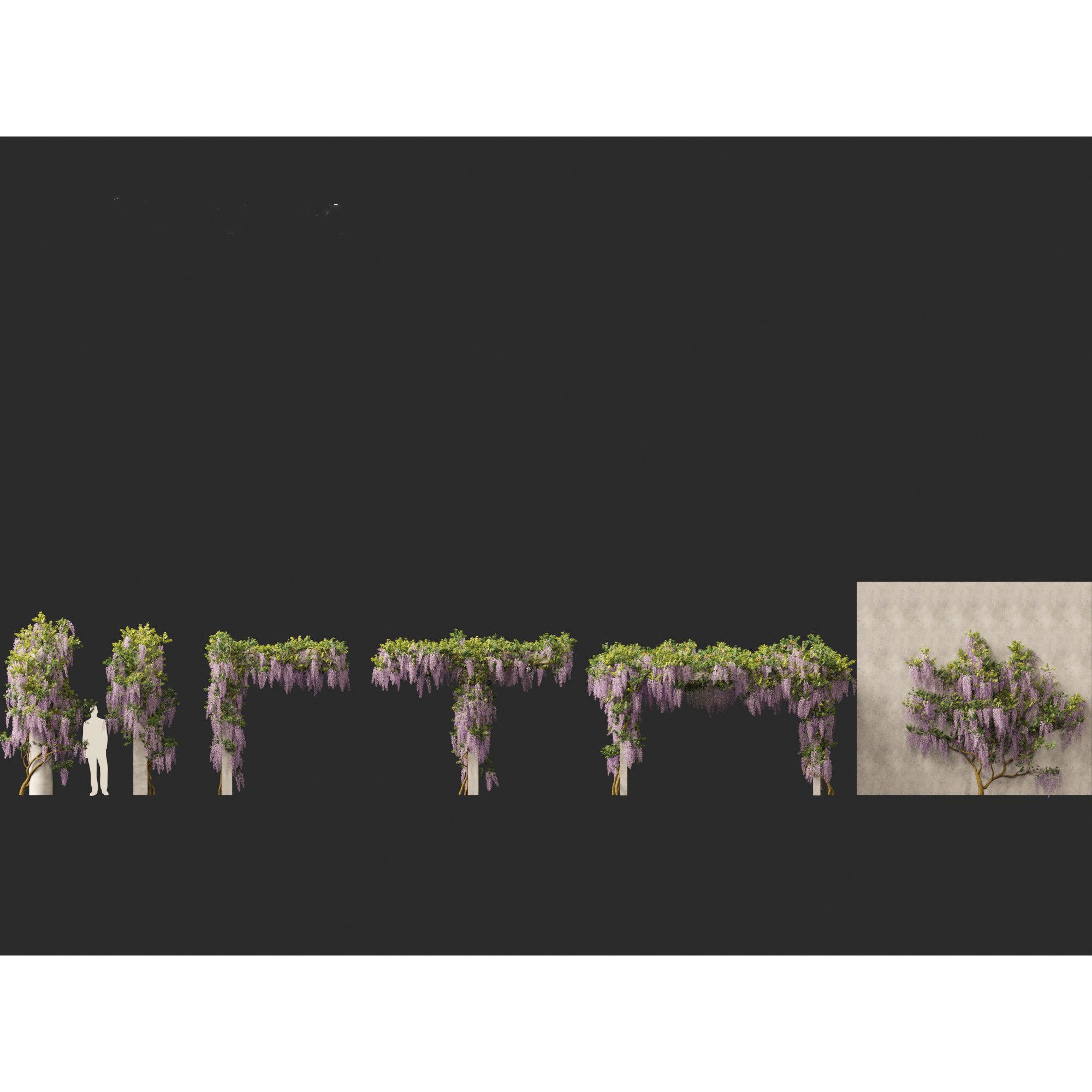 Wisteria sinensis - Game-Ready 3D Model - View 6