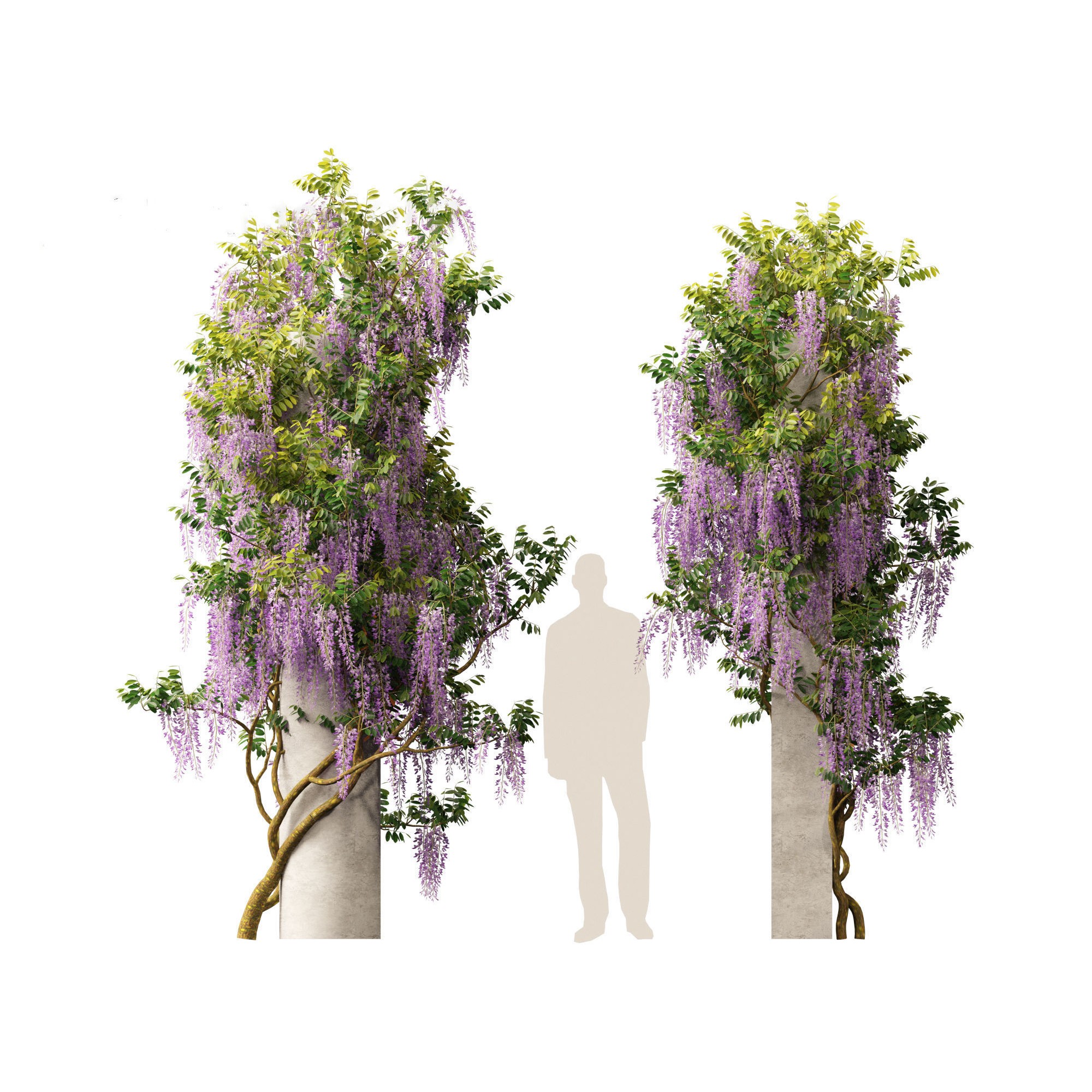 Wisteria sinensis - Game-Ready 3D Model - View 7