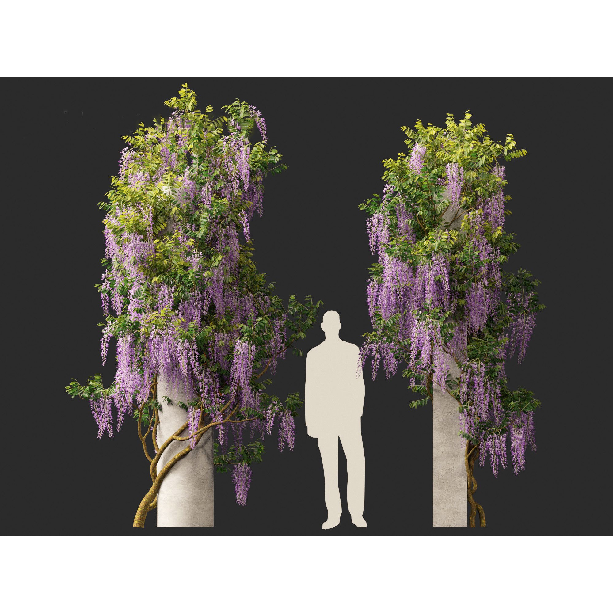 Wisteria sinensis - Game-Ready 3D Model - View 8
