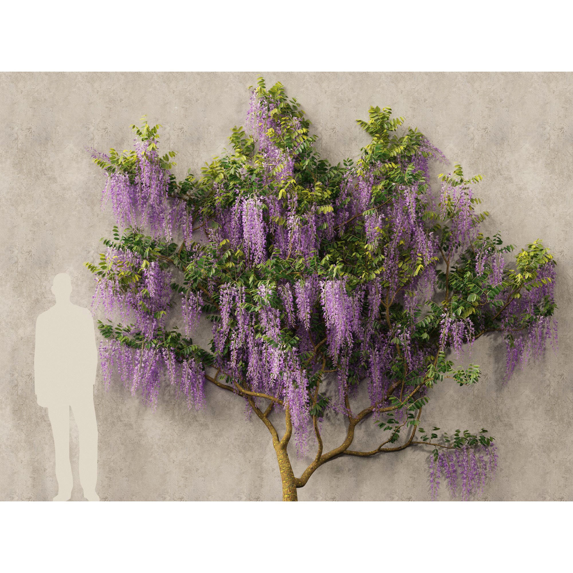 Wisteria sinensis - Game-Ready 3D Model - View 9