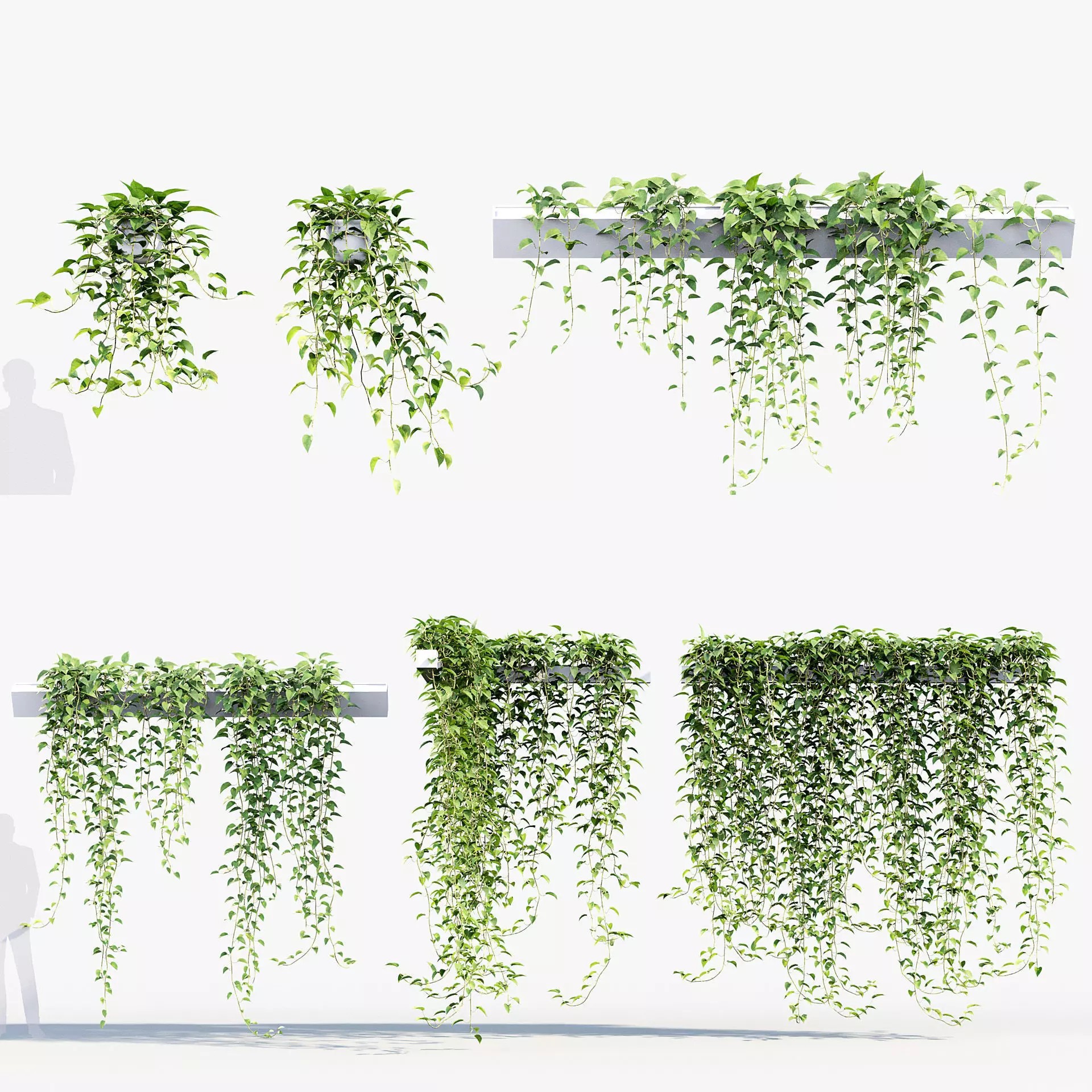 Epipremnum Aureum - Photorealistic 3D Model - View 2