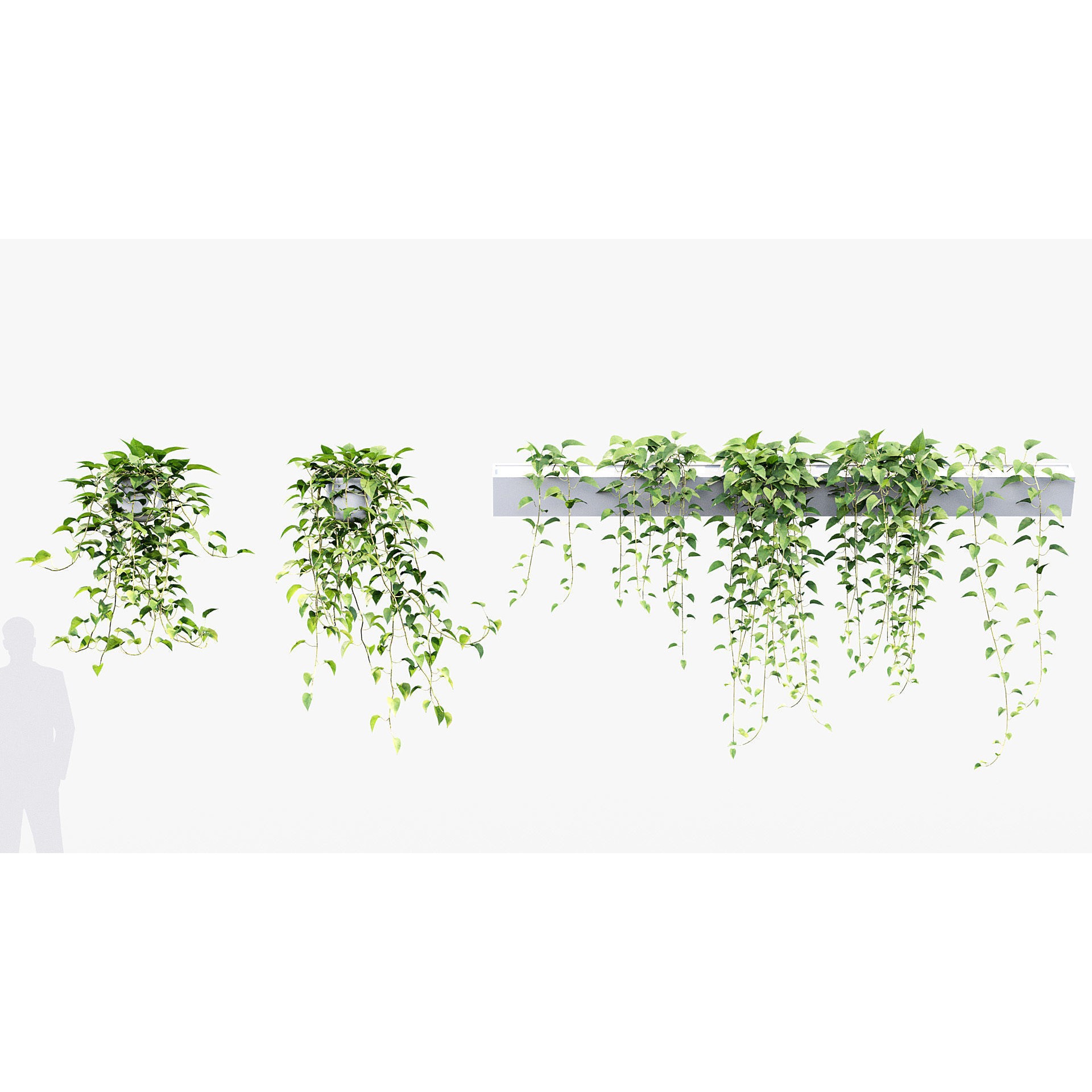 Epipremnum Aureum - Photorealistic 3D Model - View 4