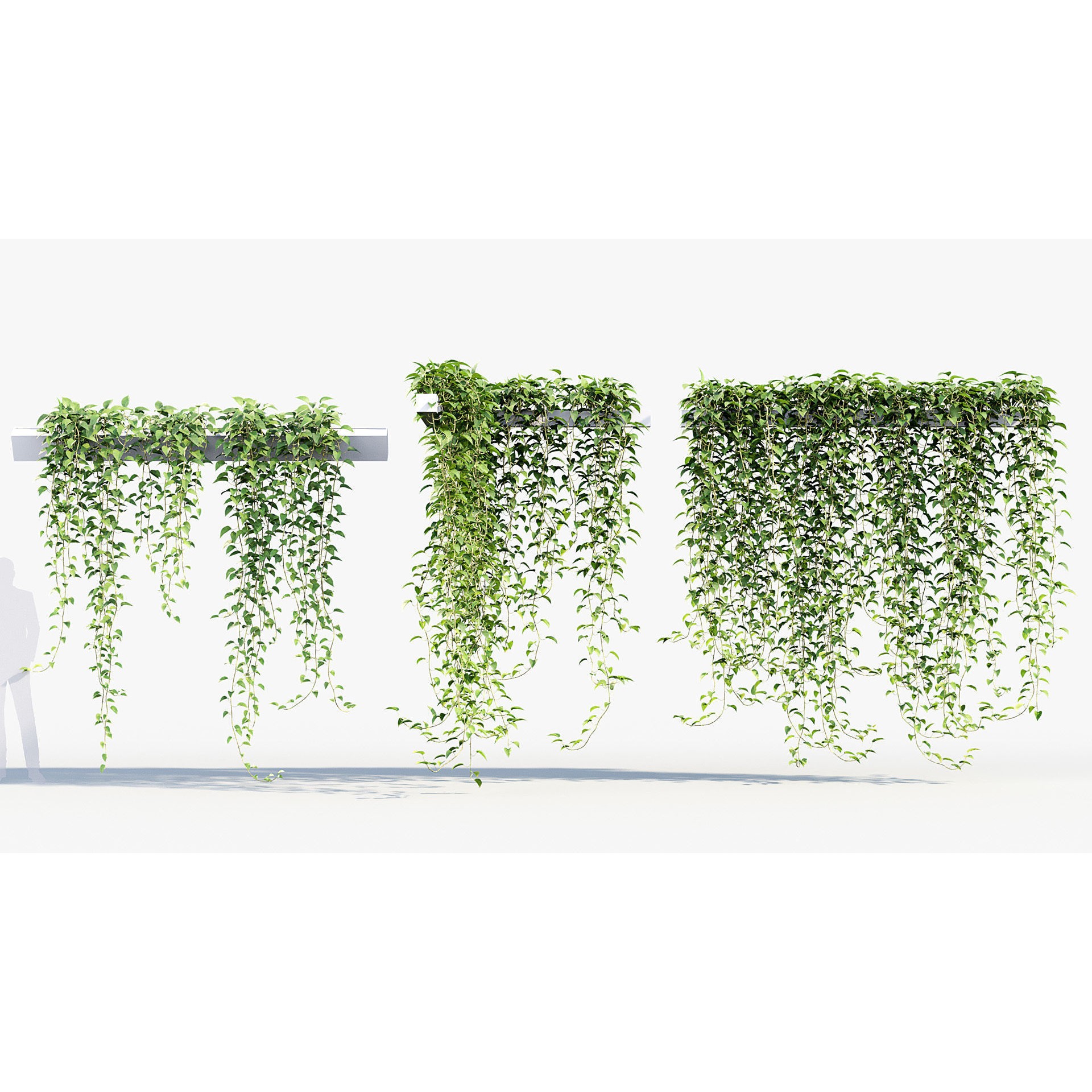 Epipremnum Aureum - Photorealistic 3D Model - View 5