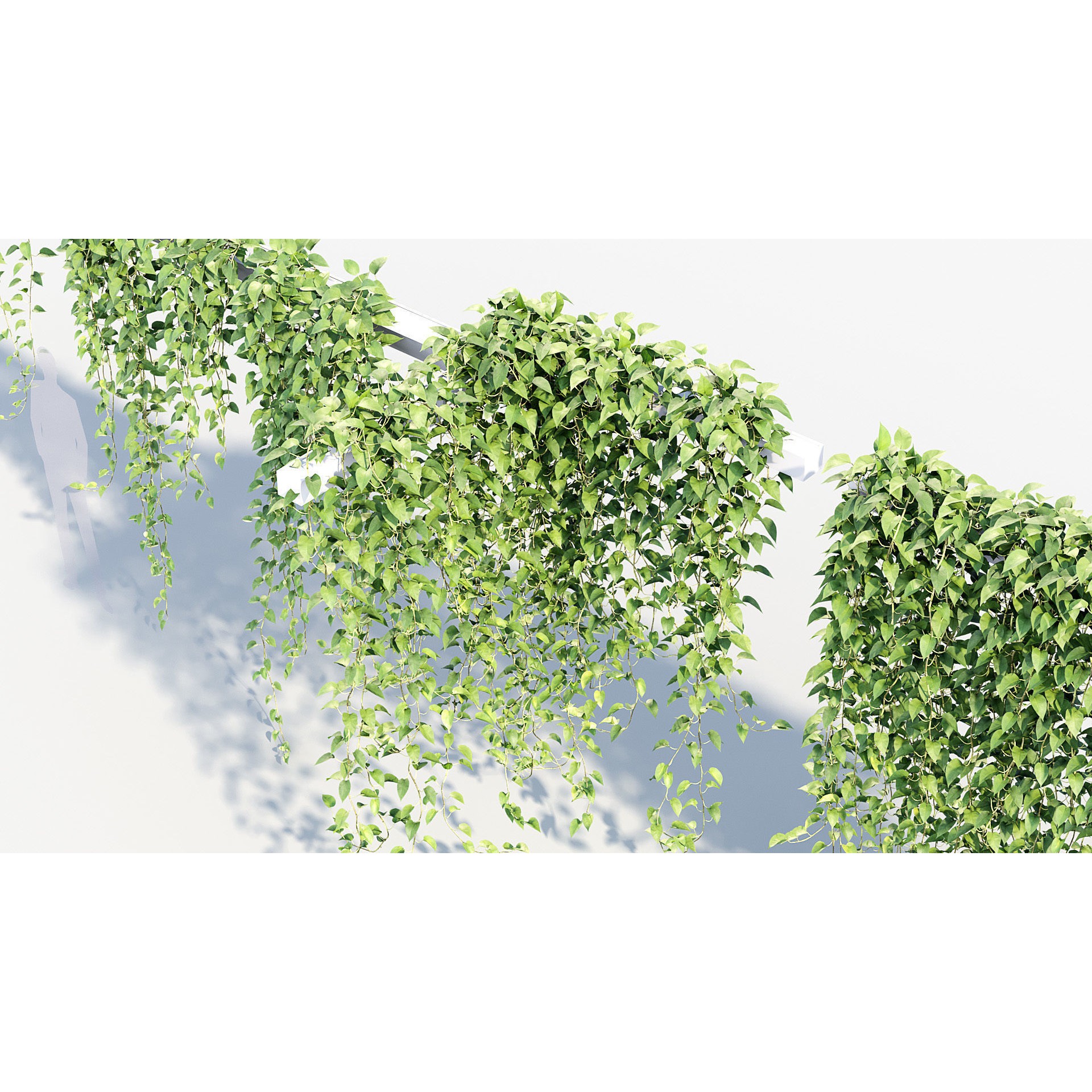 Epipremnum Aureum - Photorealistic 3D Model - View 6