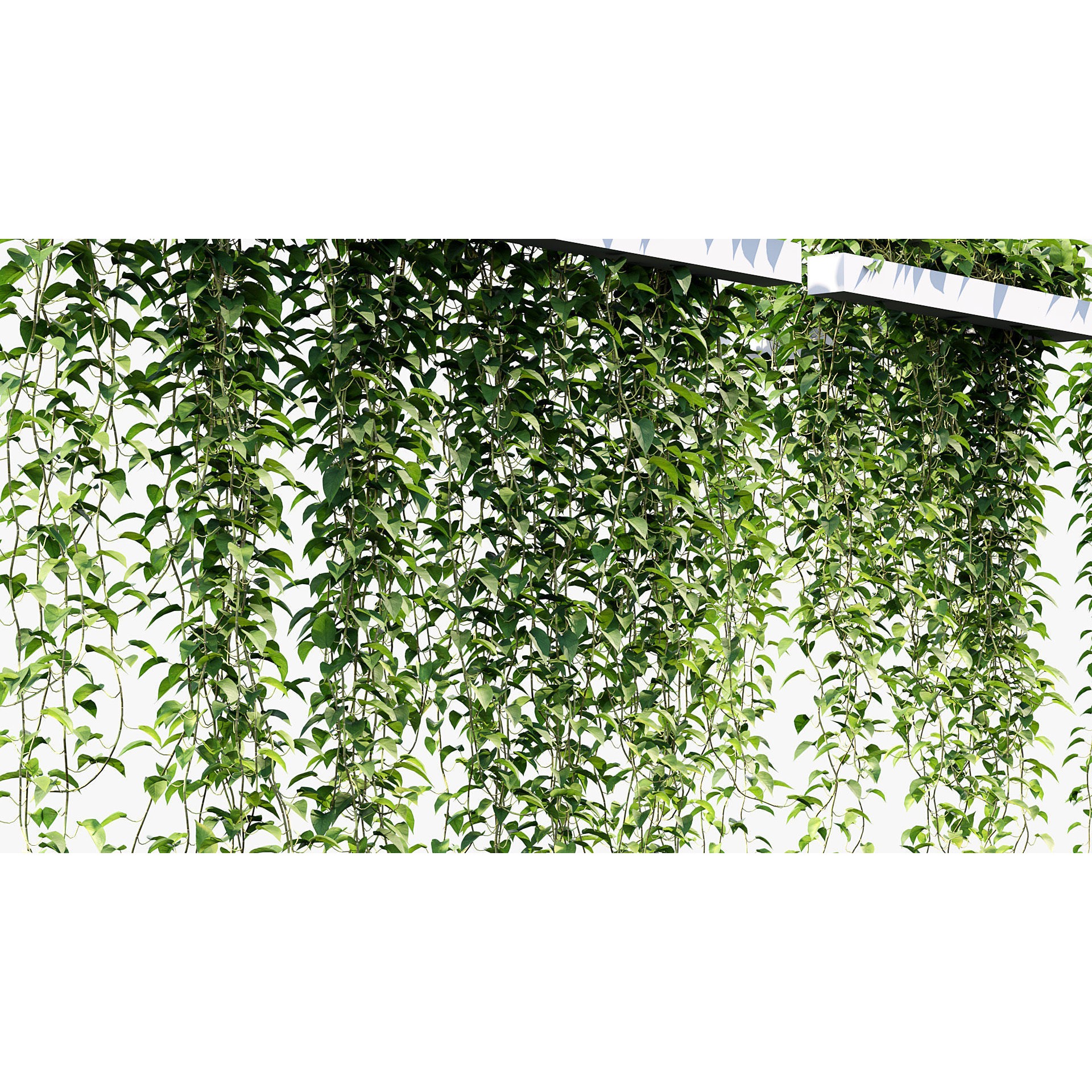 Epipremnum Aureum - Photorealistic 3D Model - View 7