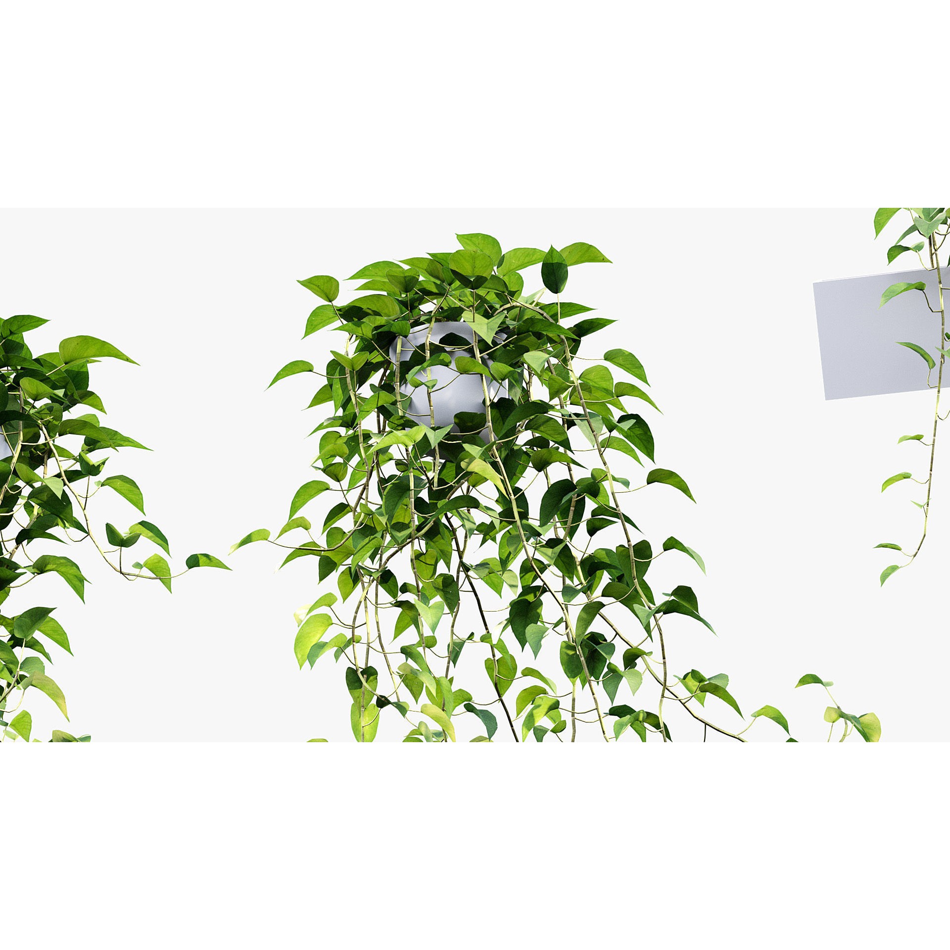 Epipremnum Aureum - Photorealistic 3D Model - View 8