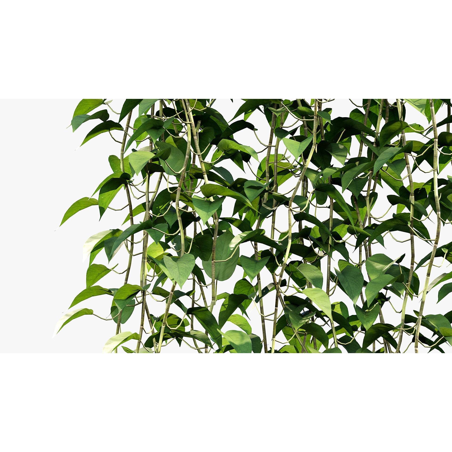 Epipremnum Aureum - Photorealistic 3D Model - View 9