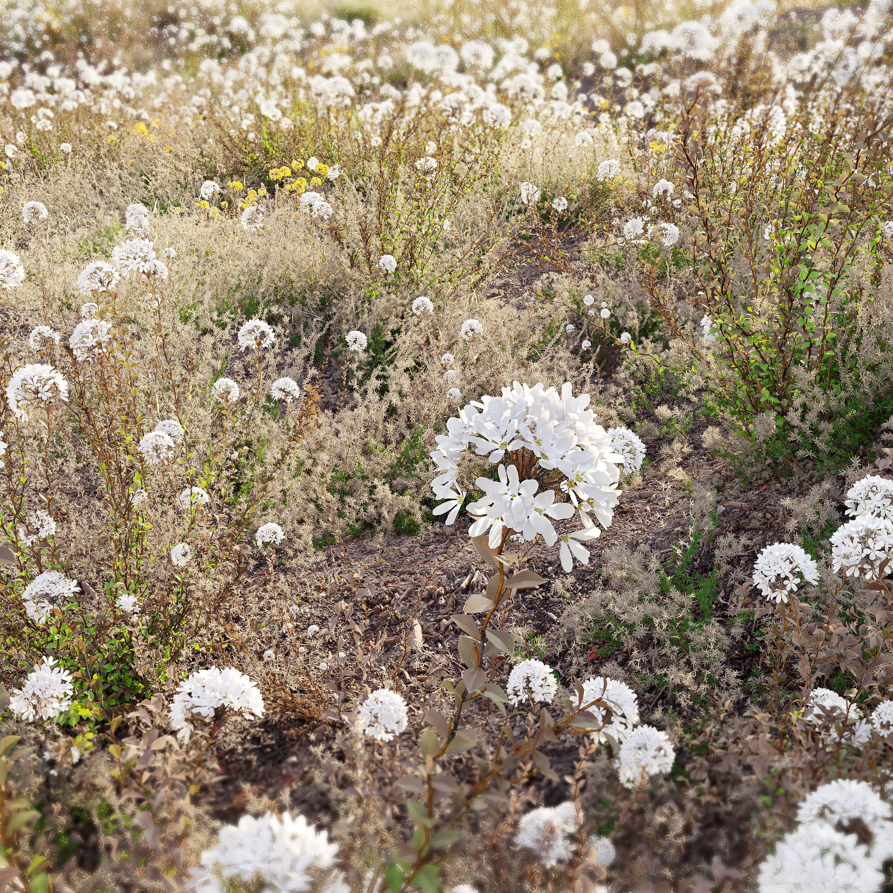 Meadow - Game-Ready 3D Model - View 4