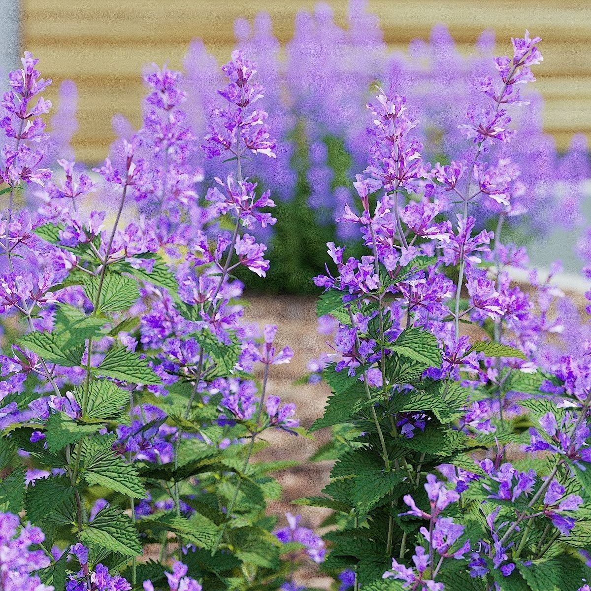 Nepeta Fassenii Flower - Game-Ready 3D Model