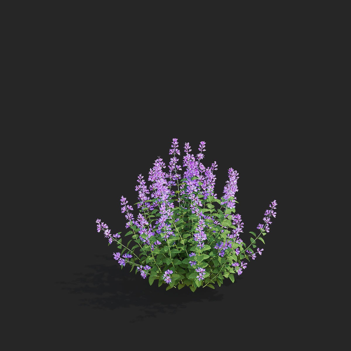 Nepeta Fassenii Flower - Game-Ready 3D Model - View 10