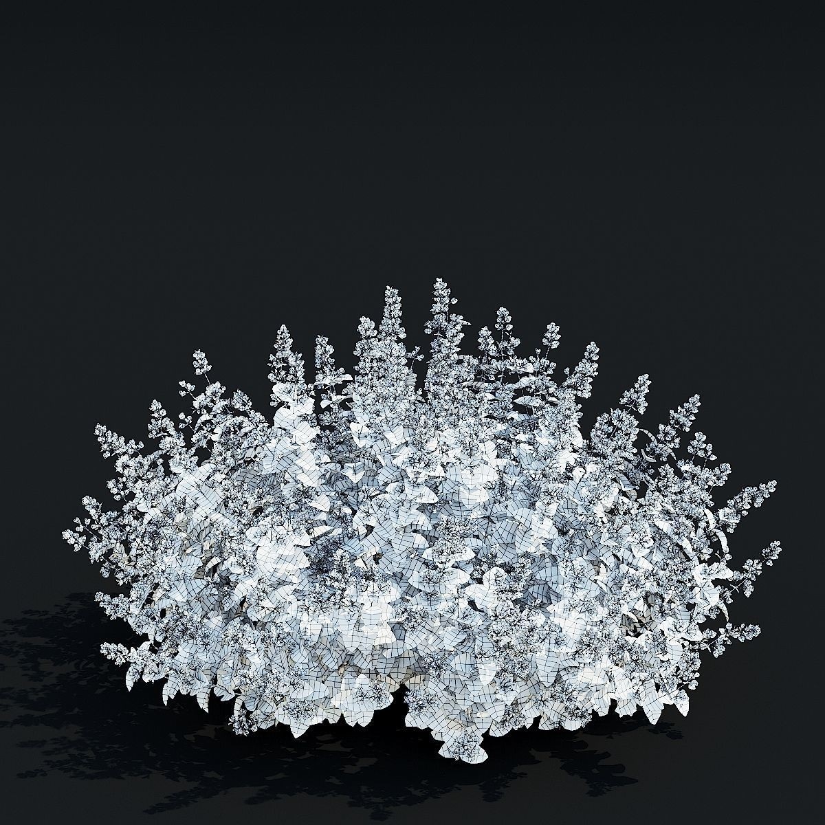 Nepeta Fassenii Flower - Game-Ready 3D Model - View 11