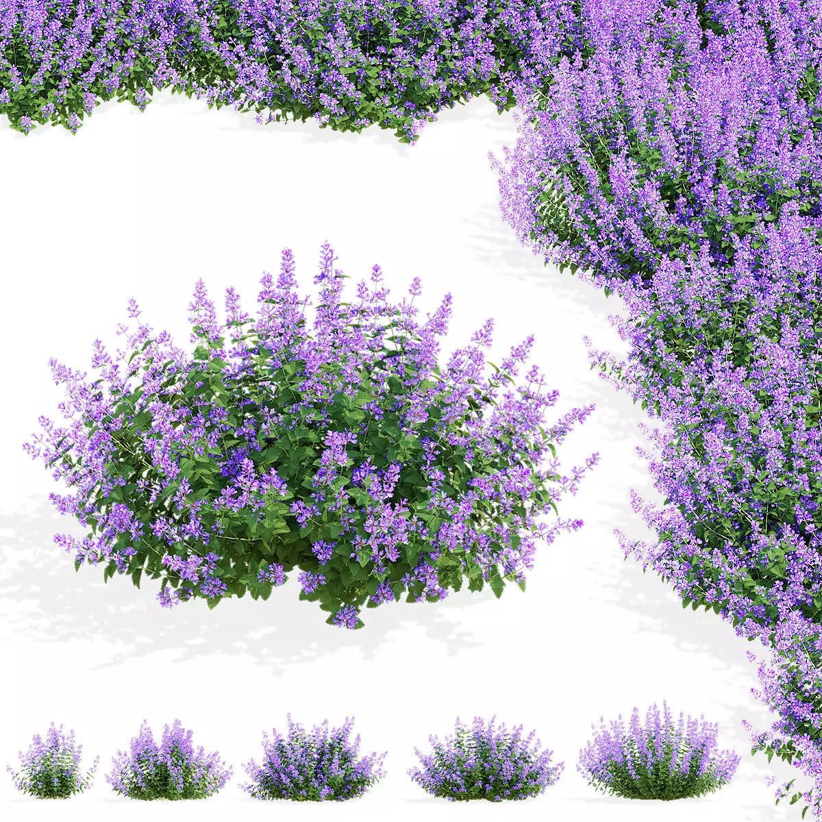 Nepeta Fassenii Flower - Game-Ready 3D Model - View 2