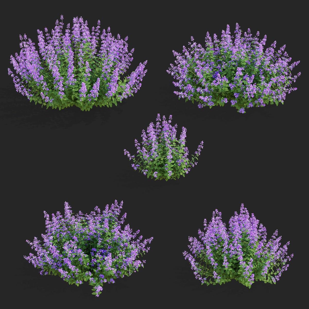 Nepeta Fassenii Flower - Game-Ready 3D Model - View 3