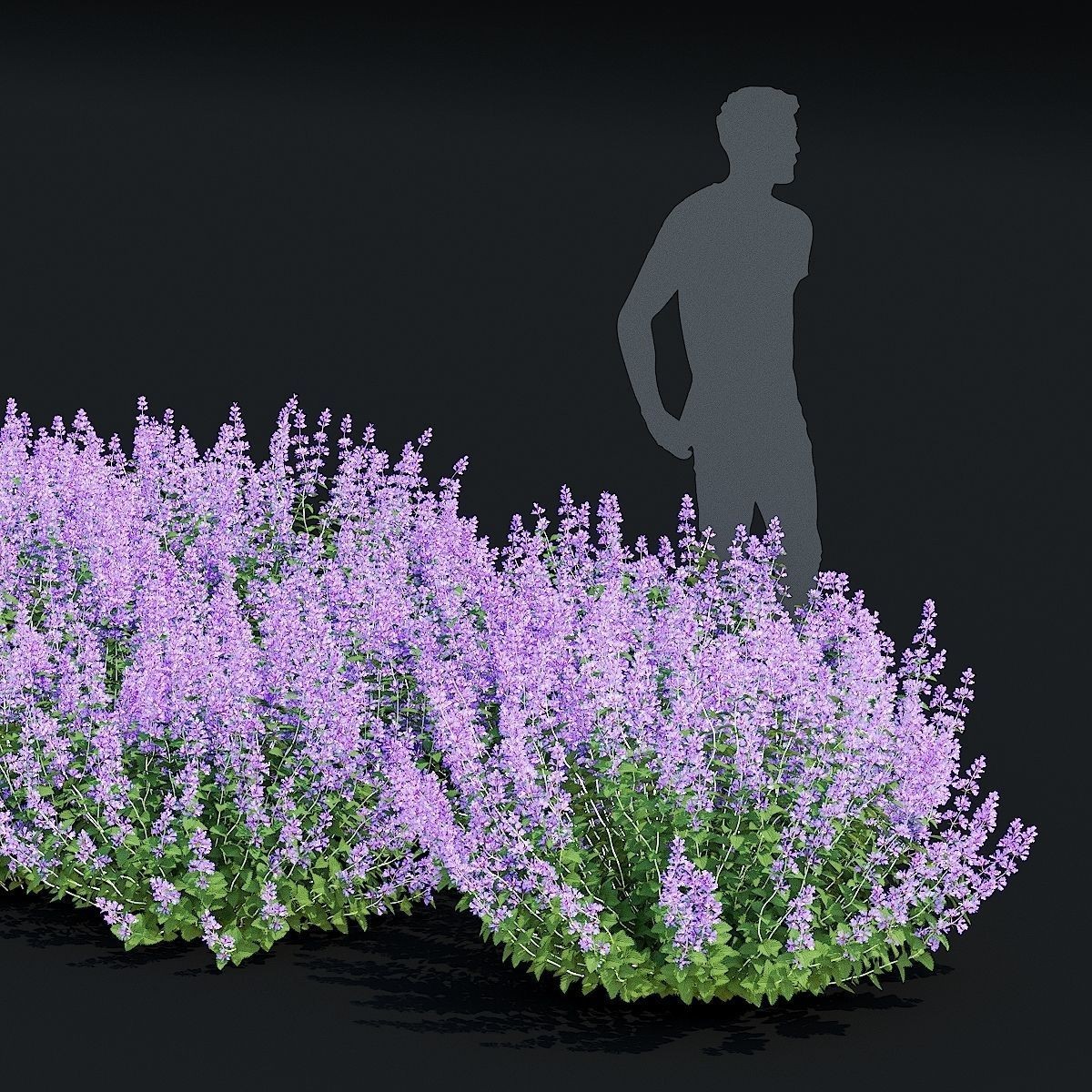 Nepeta Fassenii Flower - Game-Ready 3D Model - View 4