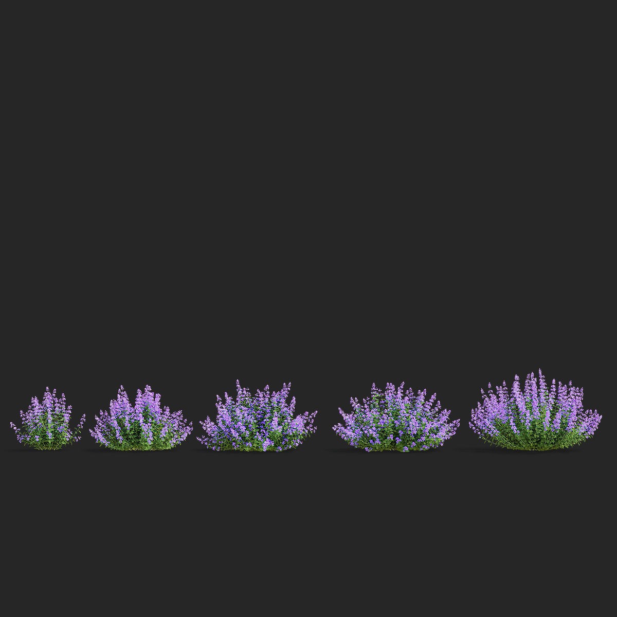 Nepeta Fassenii Flower - Game-Ready 3D Model - View 5