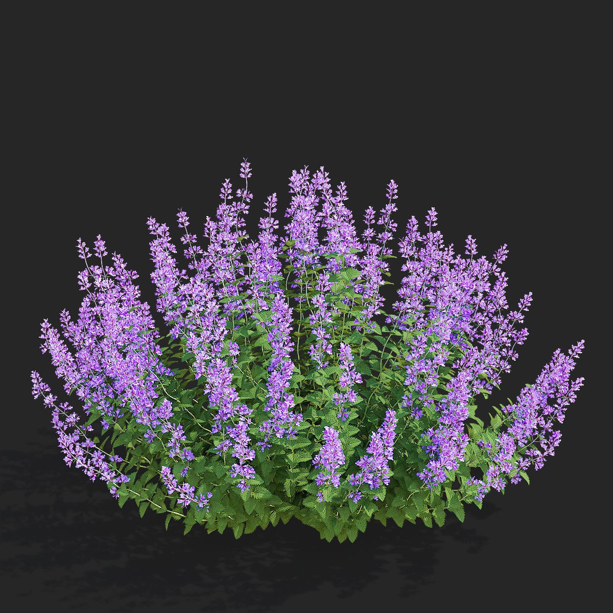 Nepeta Fassenii Flower - Game-Ready 3D Model - View 6