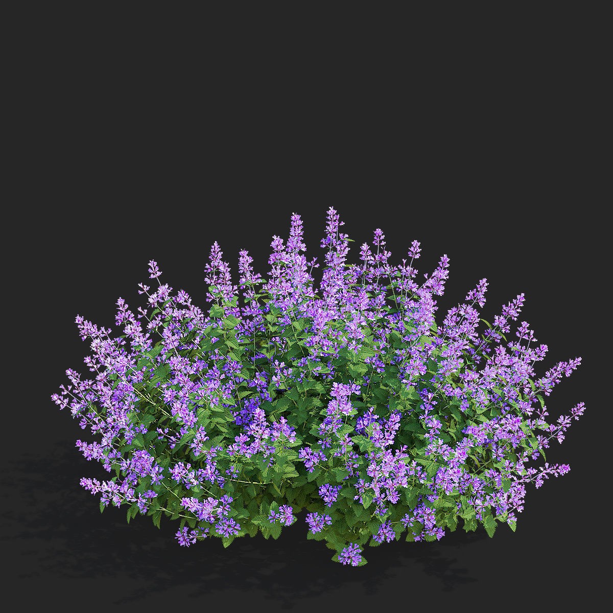 Nepeta Fassenii Flower - Game-Ready 3D Model - View 7