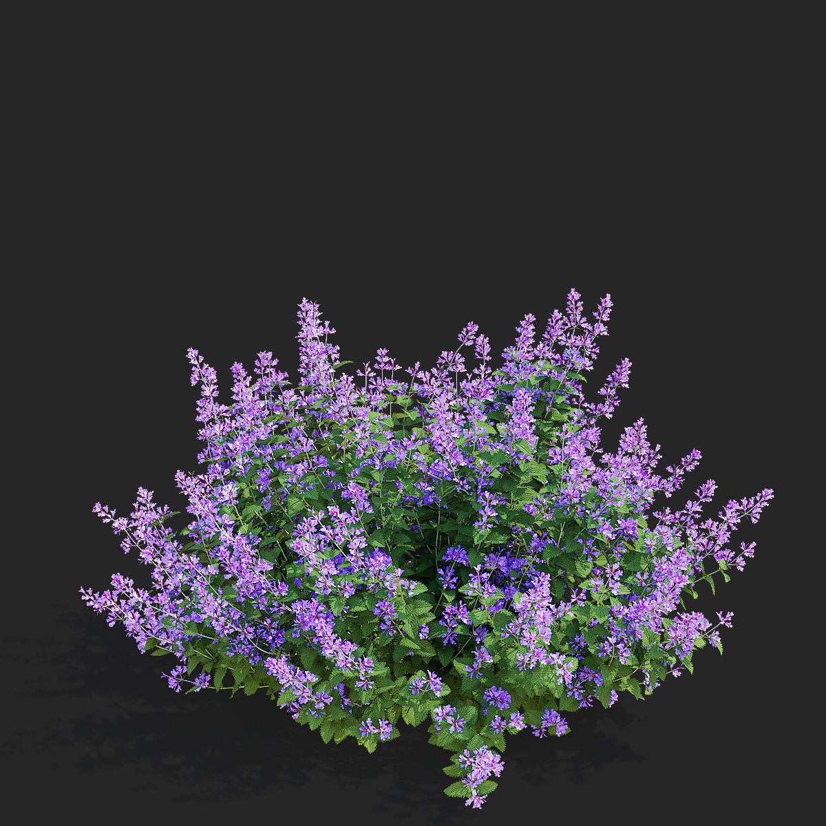 Nepeta Fassenii Flower - Game-Ready 3D Model - View 8