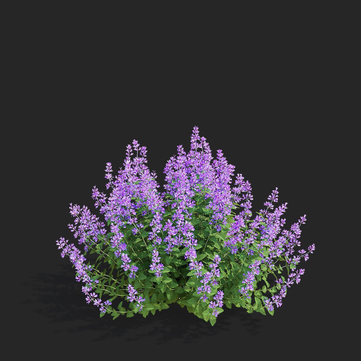 Nepeta Fassenii Flower - Game-Ready 3D Model - View 9