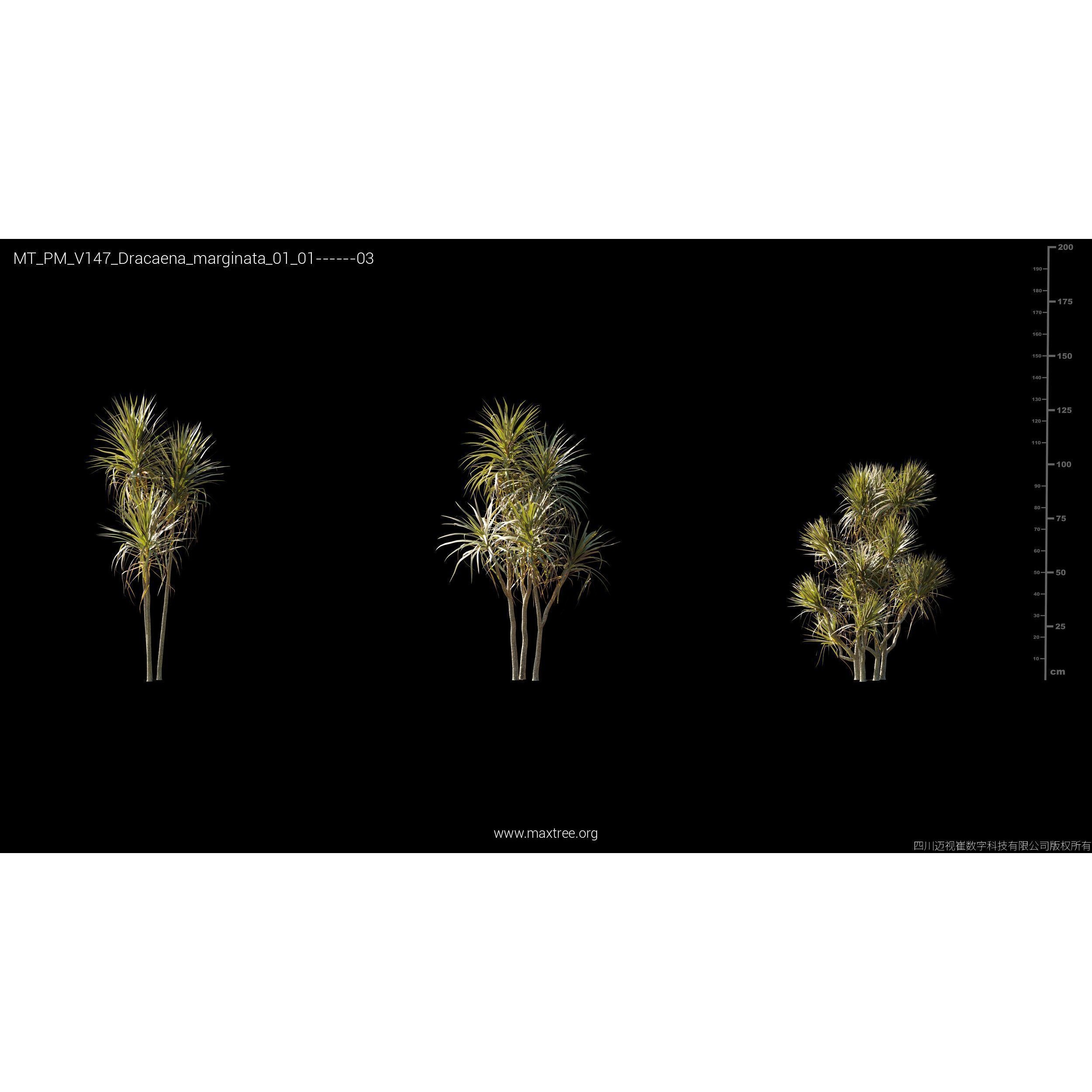 Maxtree Plant Models Vol 147 - High-Quality 3D Model