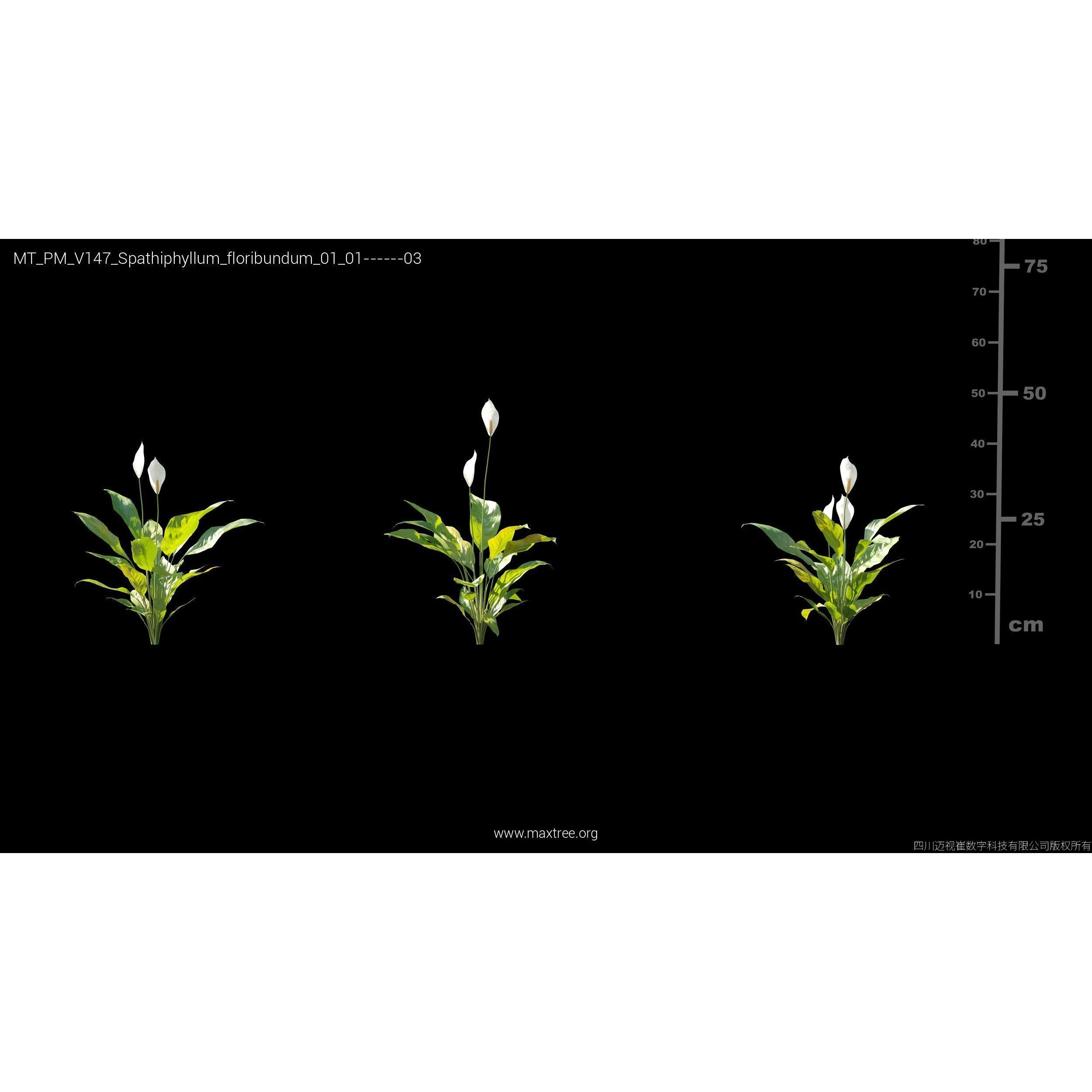 Maxtree Plant Models Vol 147 - High-Quality 3D Model - View 10