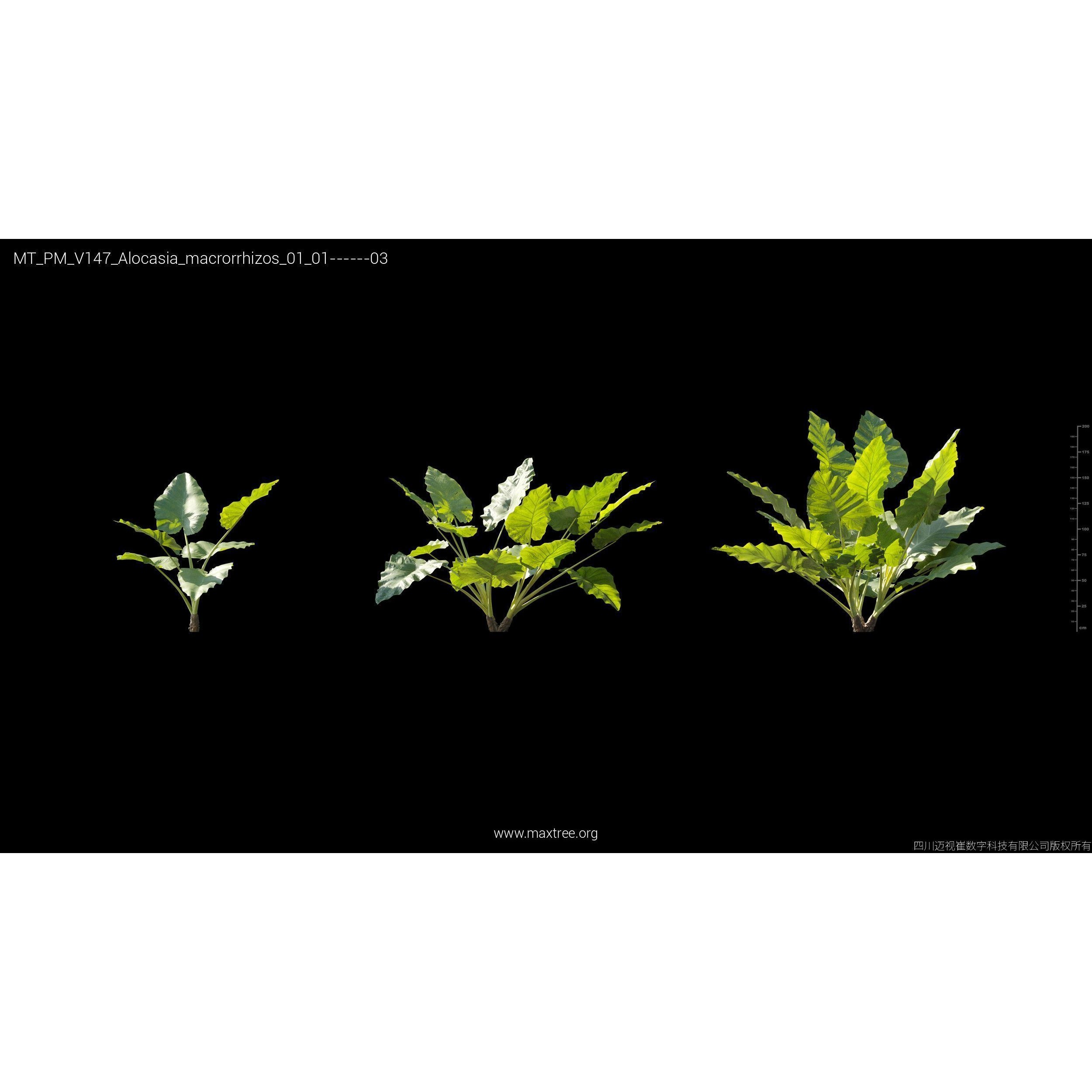 Maxtree Plant Models Vol 147 - High-Quality 3D Model - View 11