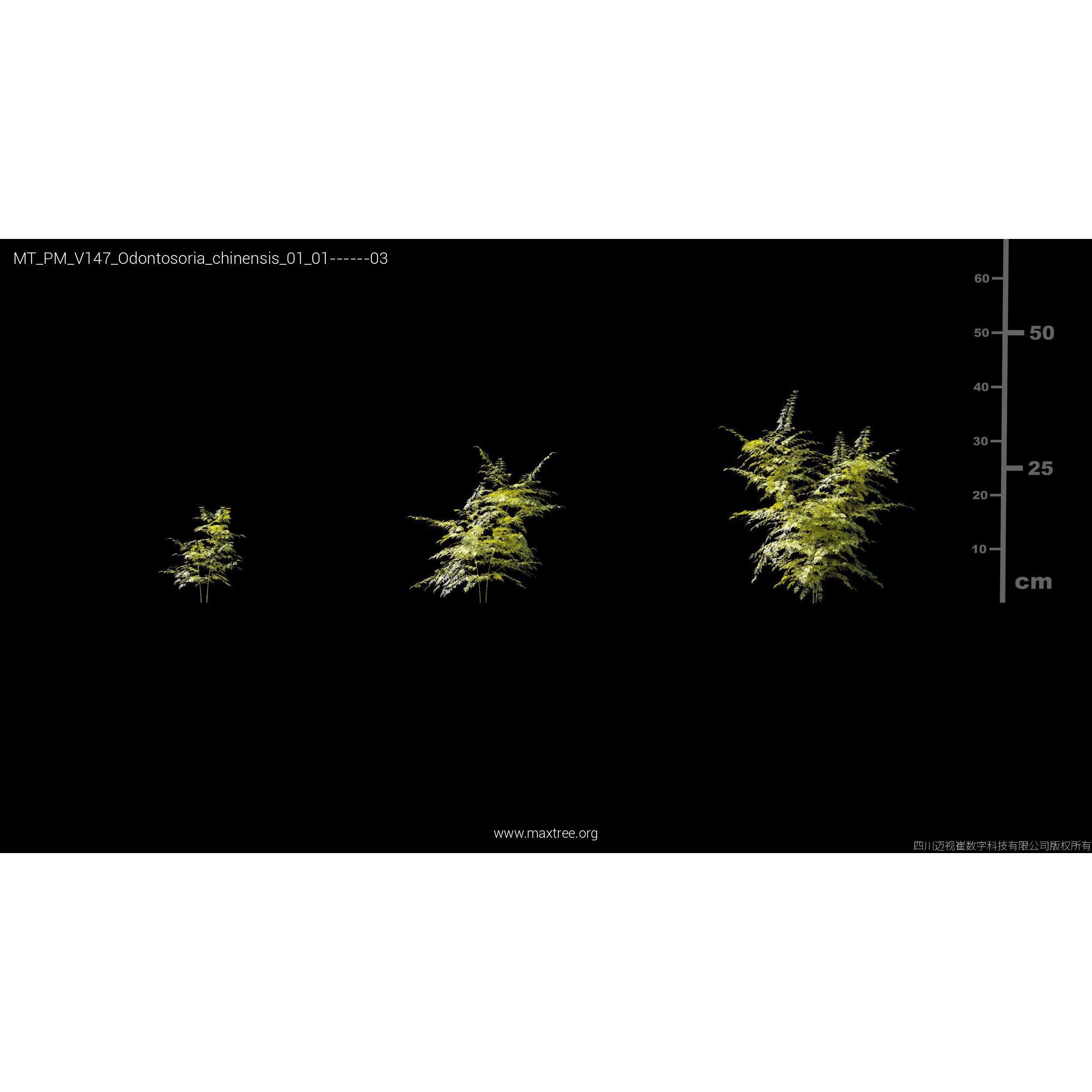 Maxtree Plant Models Vol 147 - High-Quality 3D Model - View 12
