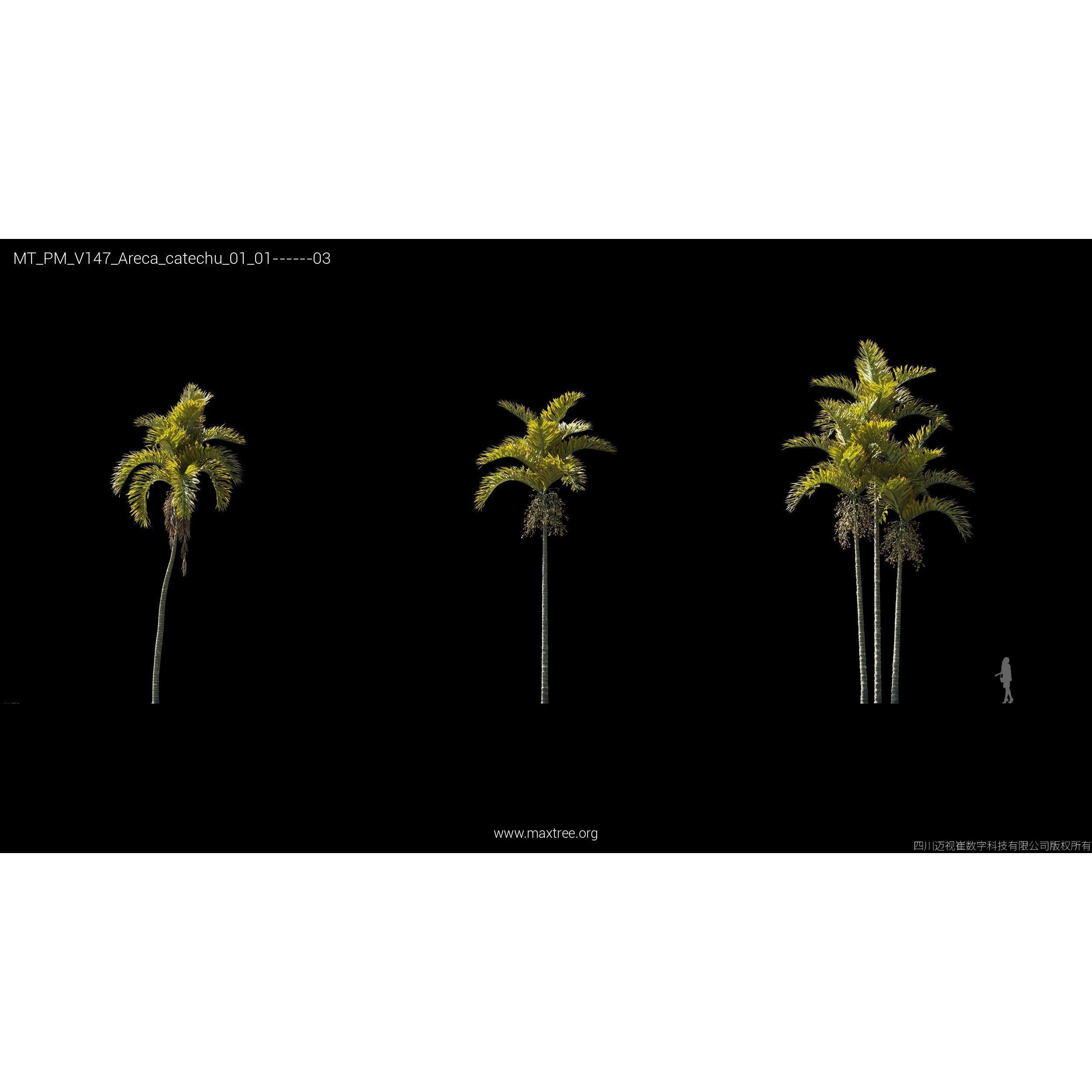 Maxtree Plant Models Vol 147 - High-Quality 3D Model - View 13