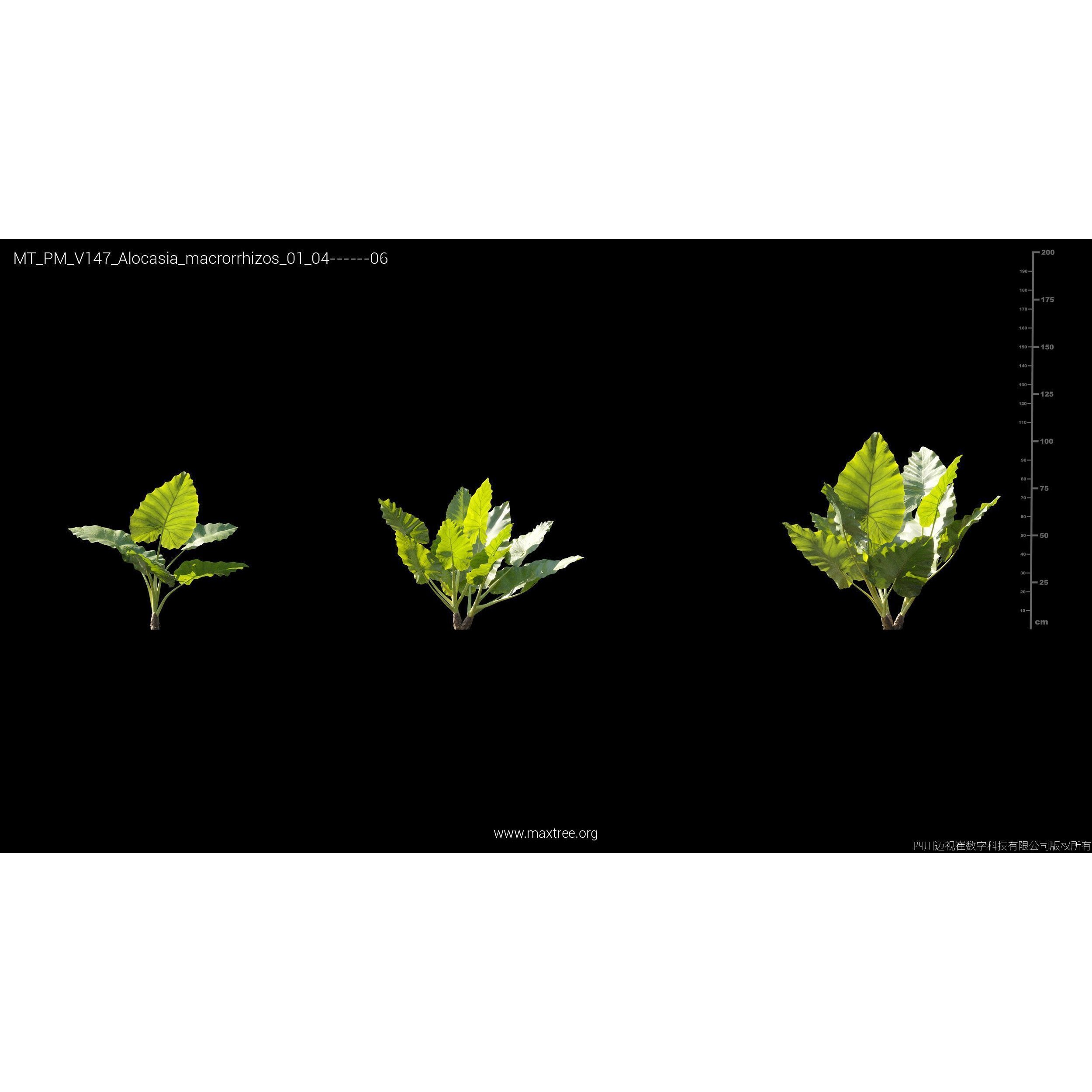 Maxtree Plant Models Vol 147 - High-Quality 3D Model - View 14