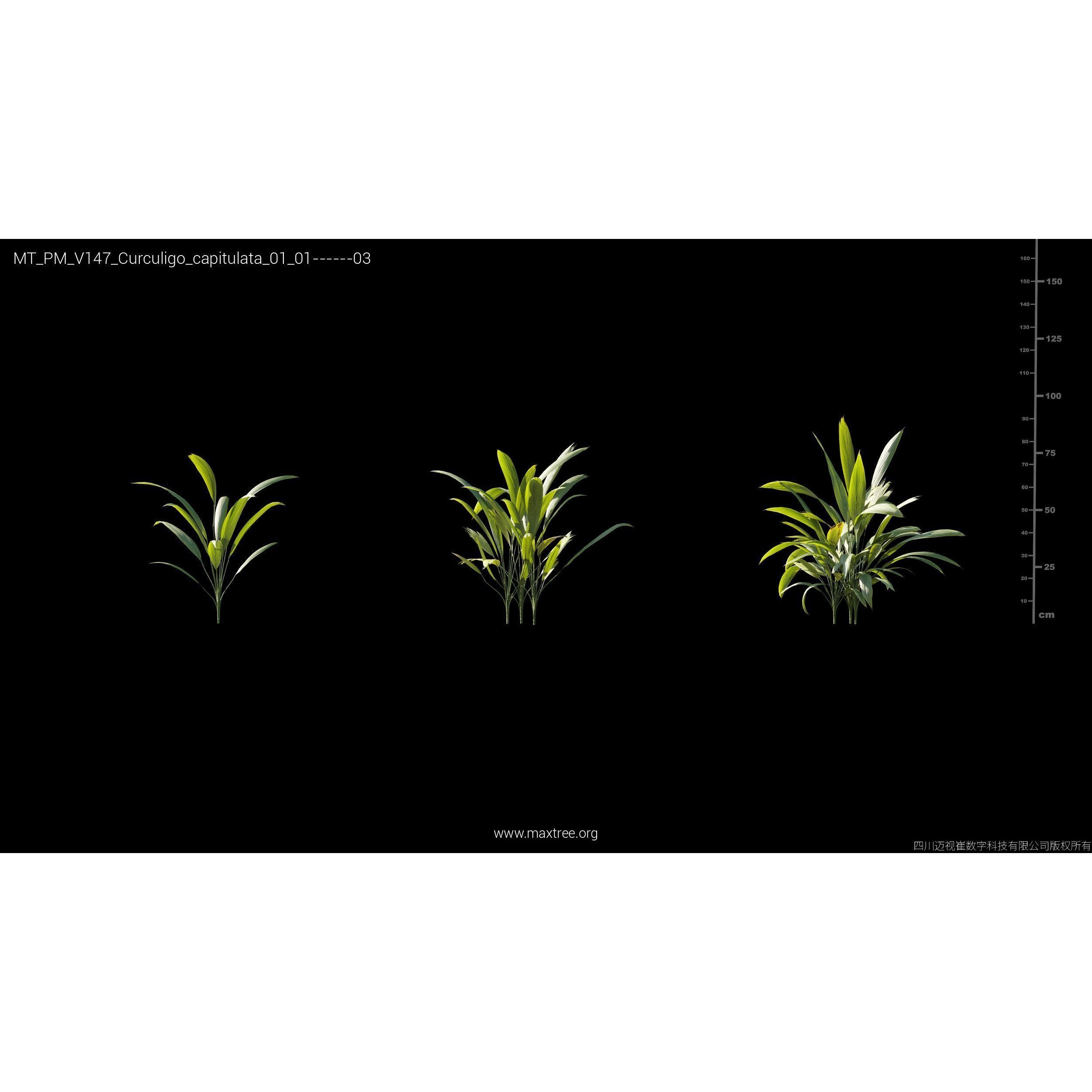 Maxtree Plant Models Vol 147 - High-Quality 3D Model - View 15