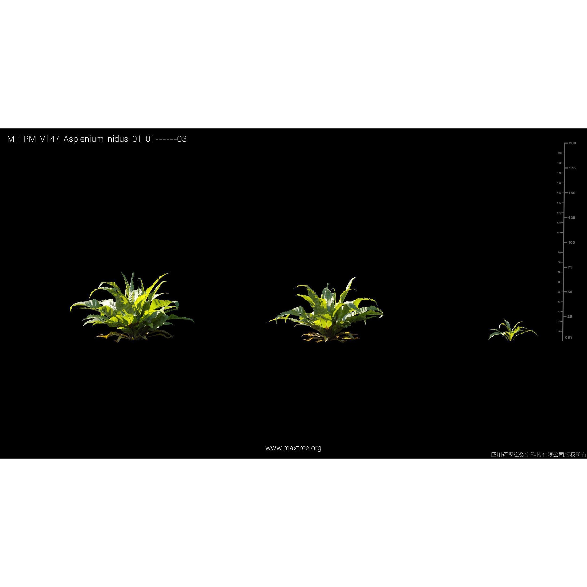 Maxtree Plant Models Vol 147 - High-Quality 3D Model - View 16