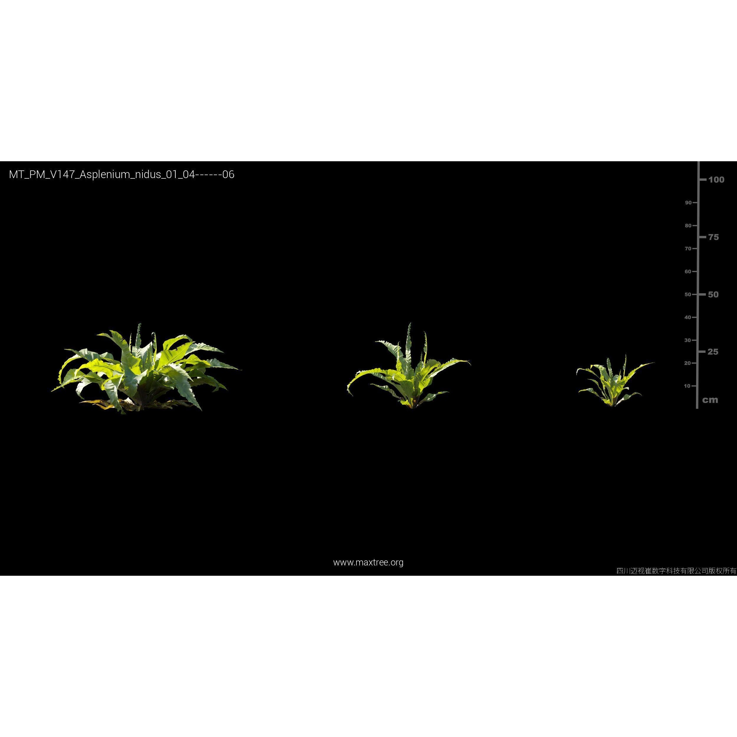Maxtree Plant Models Vol 147 - High-Quality 3D Model - View 17