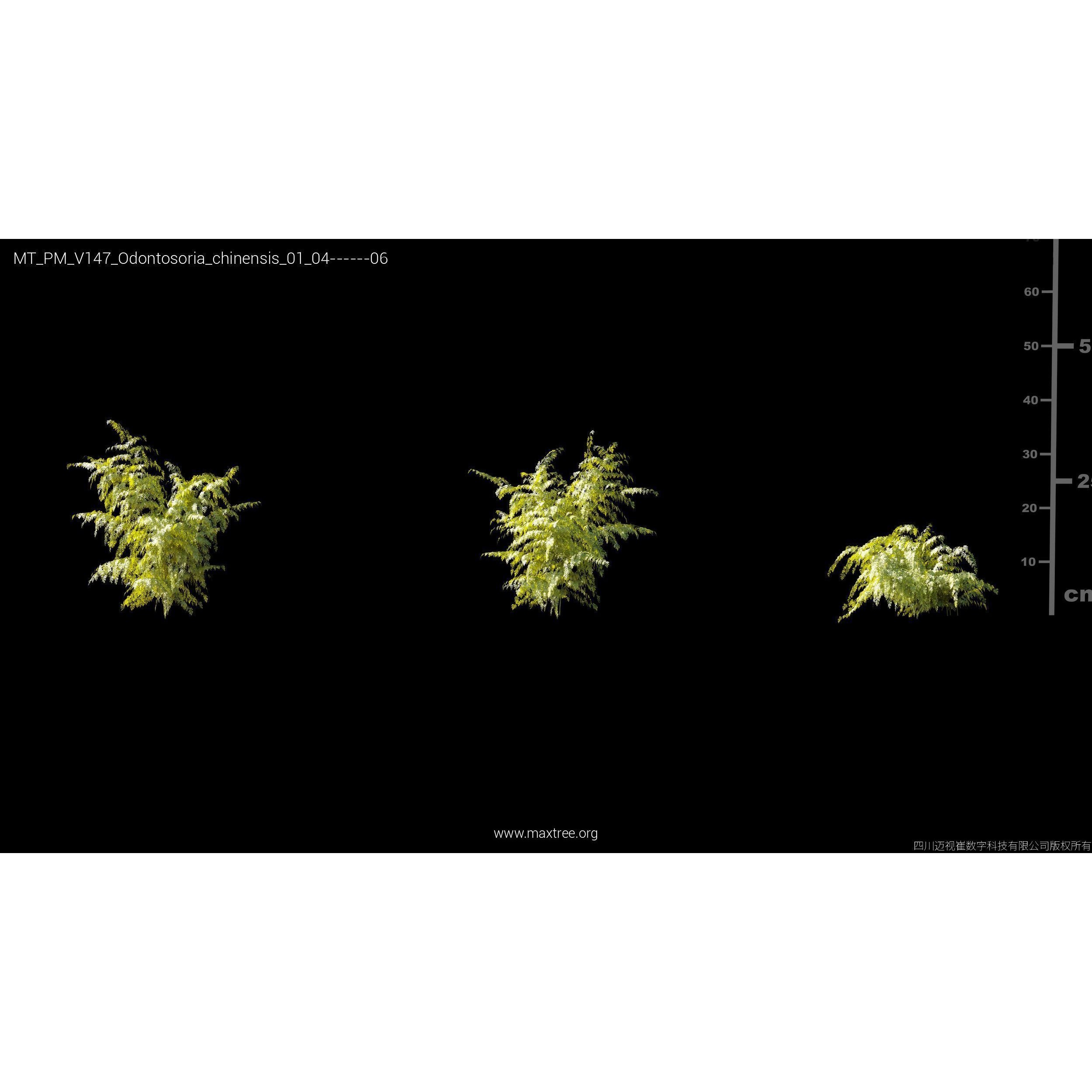 Maxtree Plant Models Vol 147 - High-Quality 3D Model - View 18