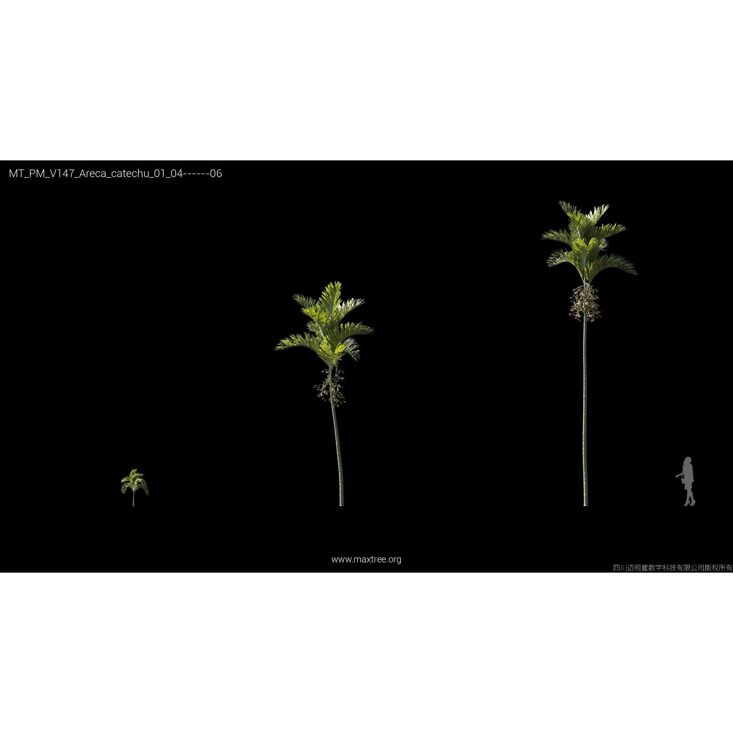 Maxtree Plant Models Vol 147 - High-Quality 3D Model - View 19