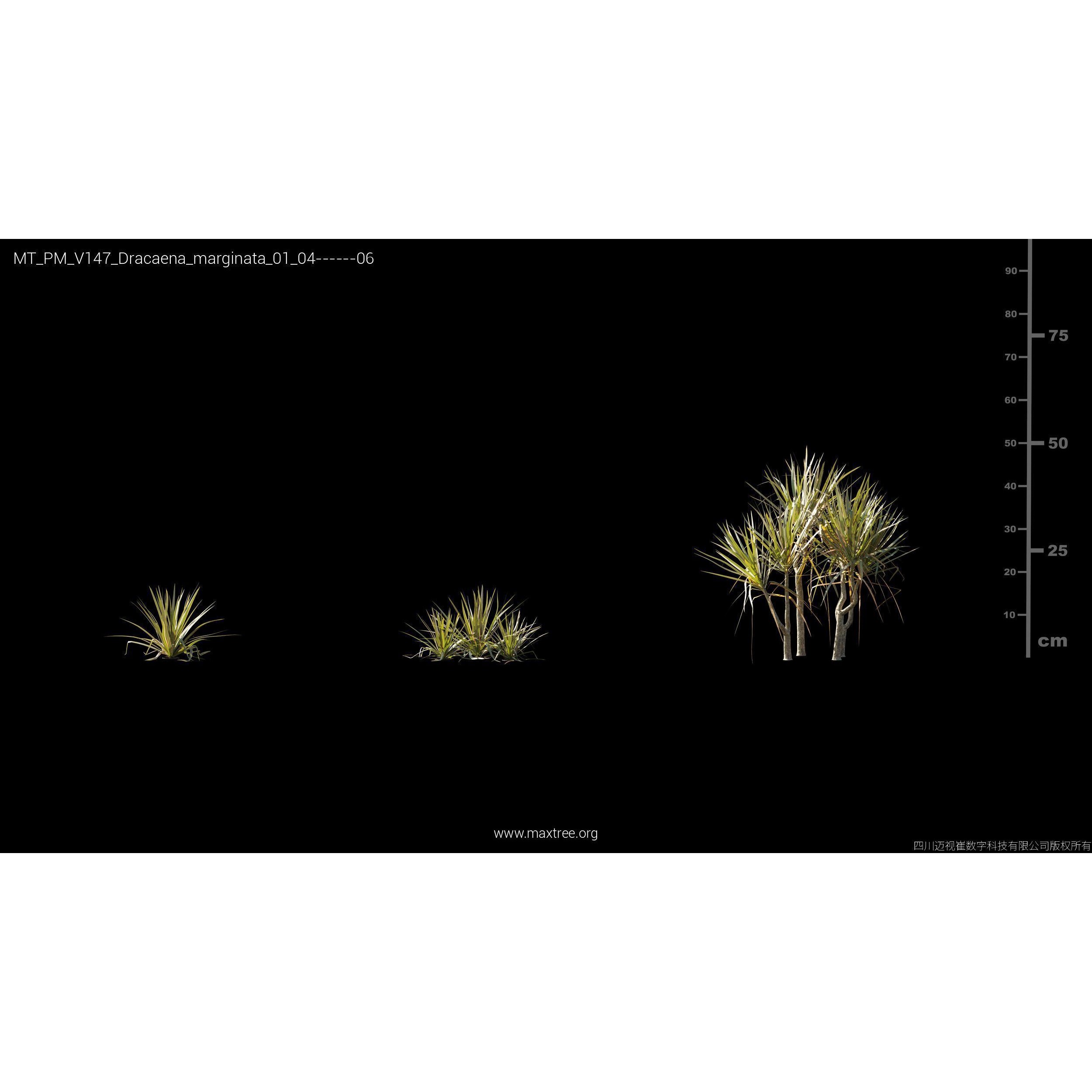 Maxtree Plant Models Vol 147 - High-Quality 3D Model - View 20