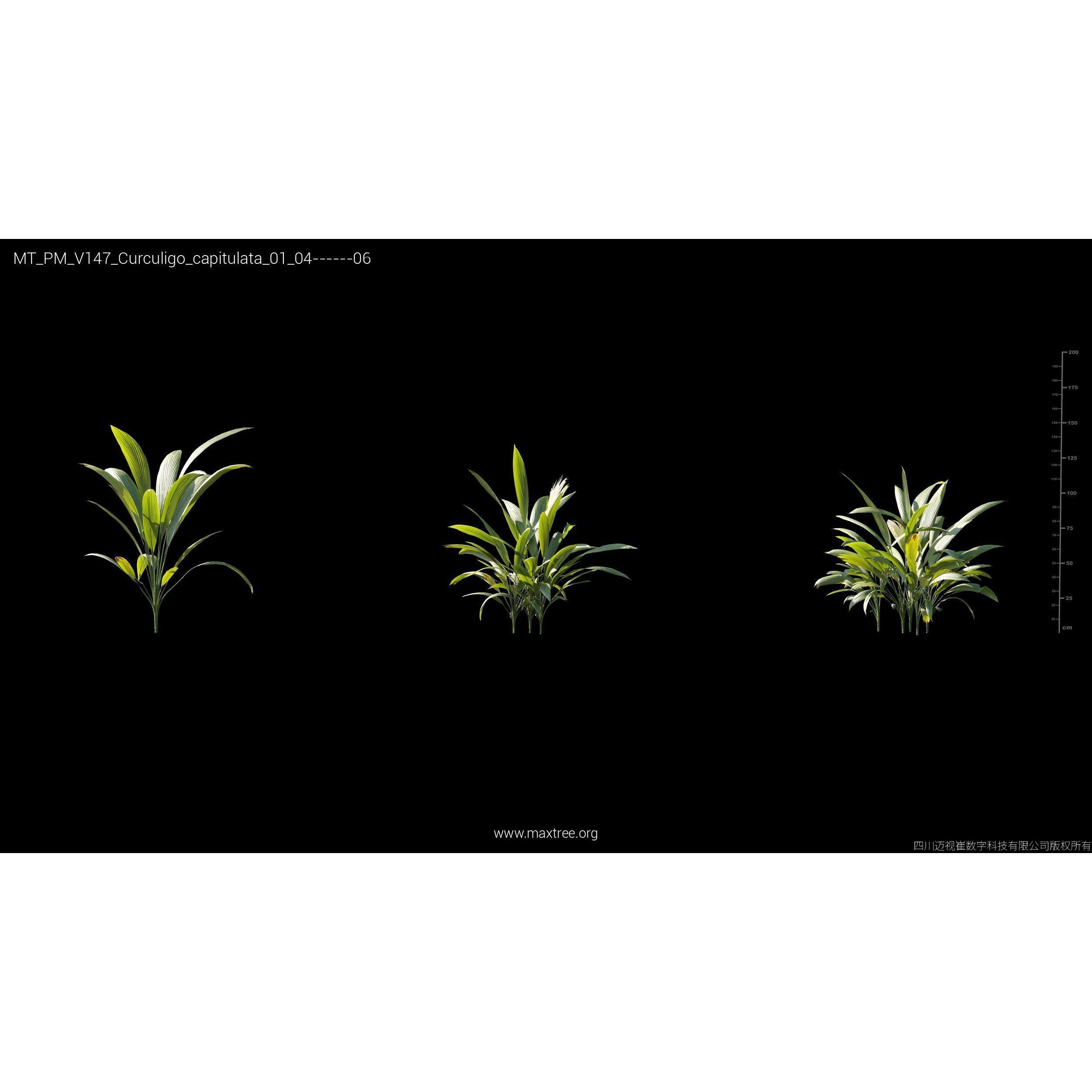 Maxtree Plant Models Vol 147 - High-Quality 3D Model - View 21