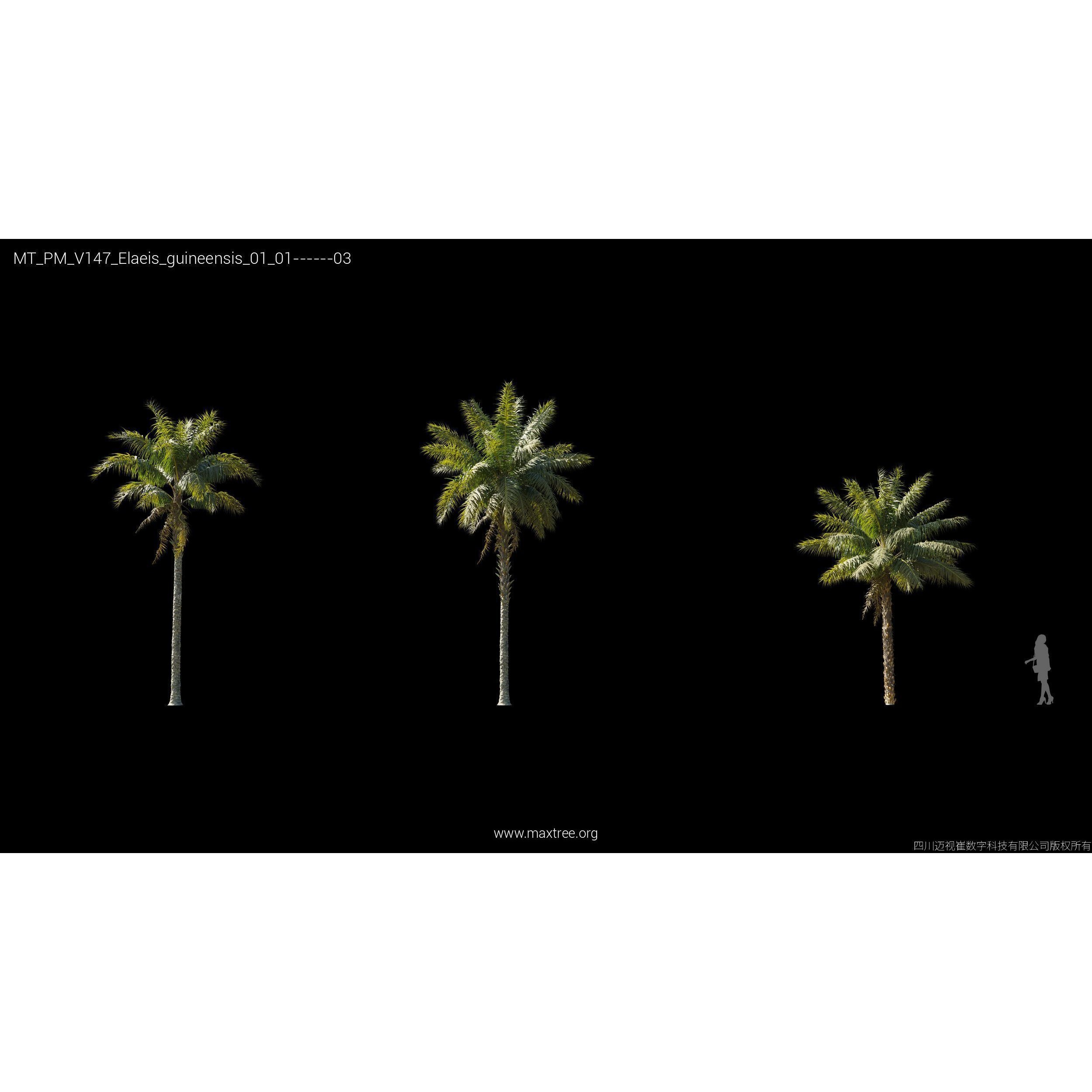 Maxtree Plant Models Vol 147 - High-Quality 3D Model - View 22