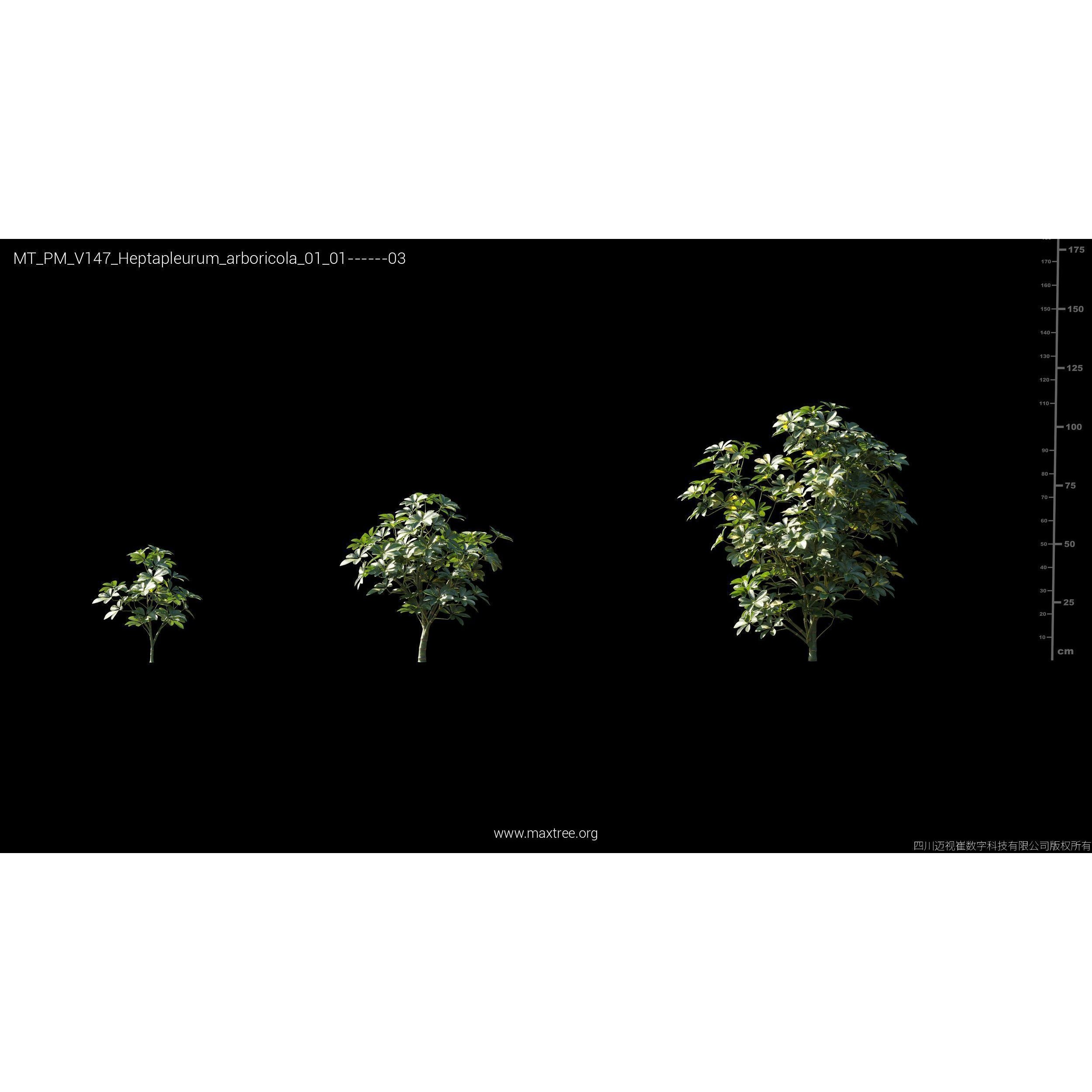 Maxtree Plant Models Vol 147 - High-Quality 3D Model - View 23