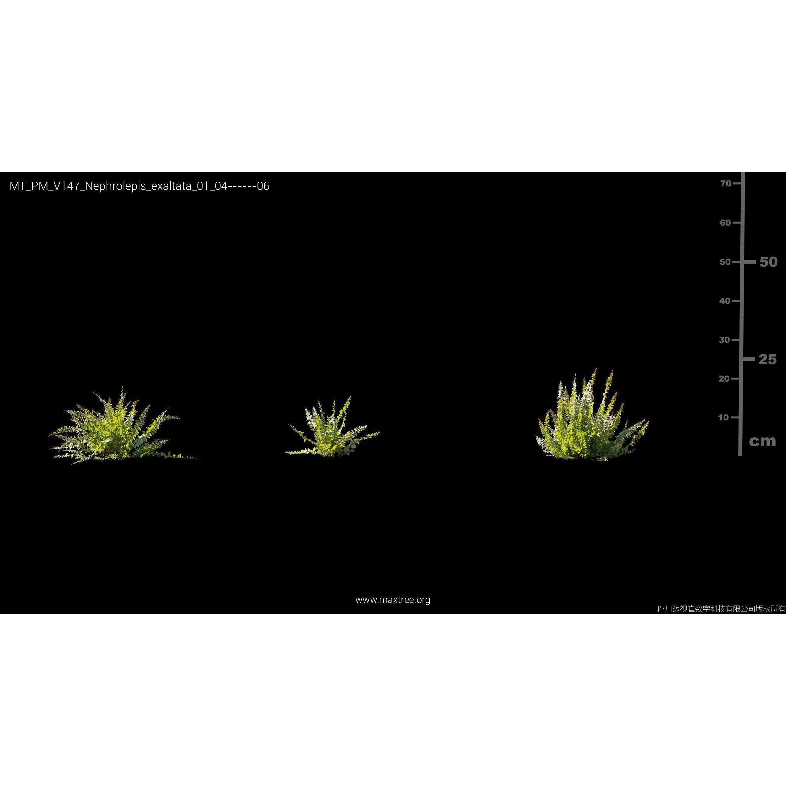 Maxtree Plant Models Vol 147 - High-Quality 3D Model - View 24