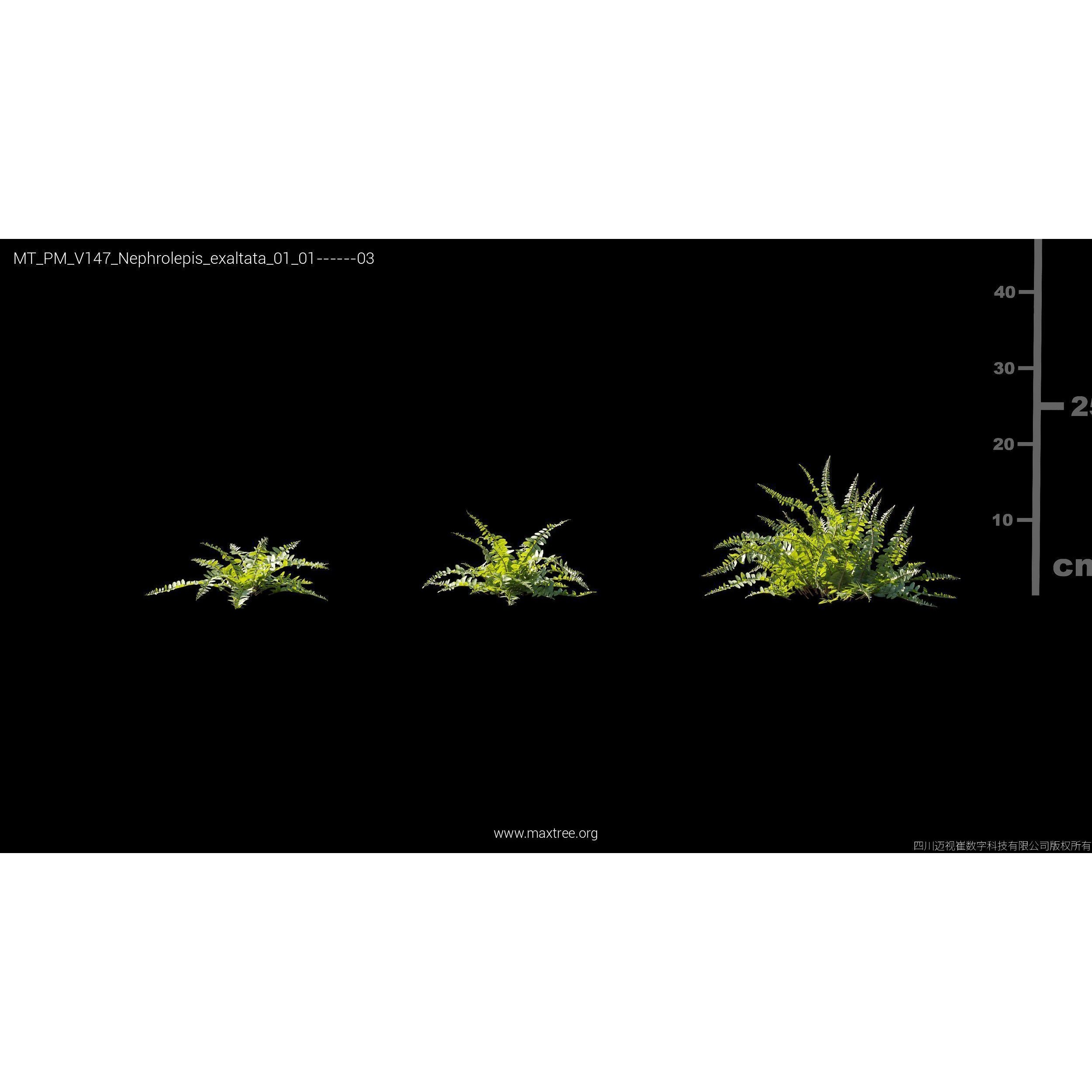 Maxtree Plant Models Vol 147 - High-Quality 3D Model - View 25