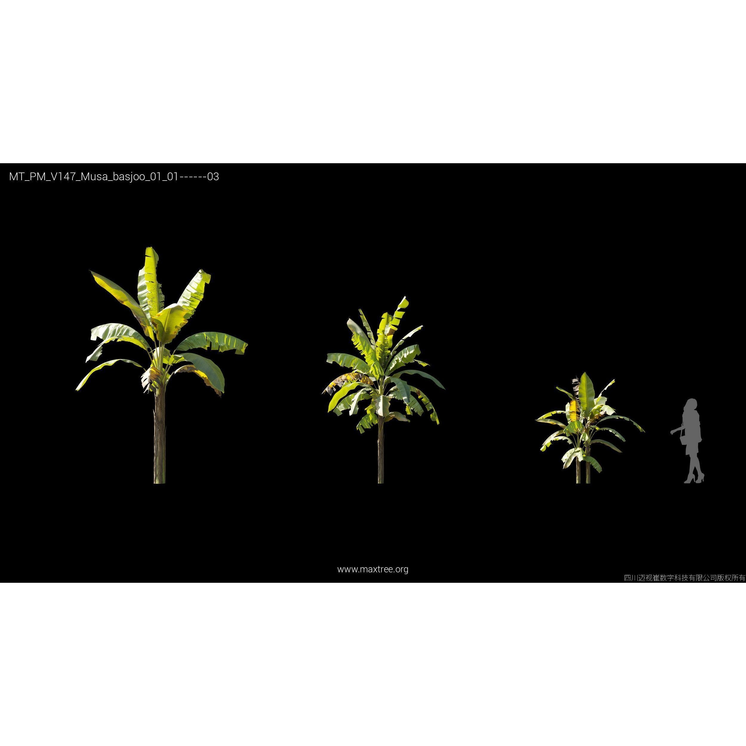 Maxtree Plant Models Vol 147 - High-Quality 3D Model - View 26