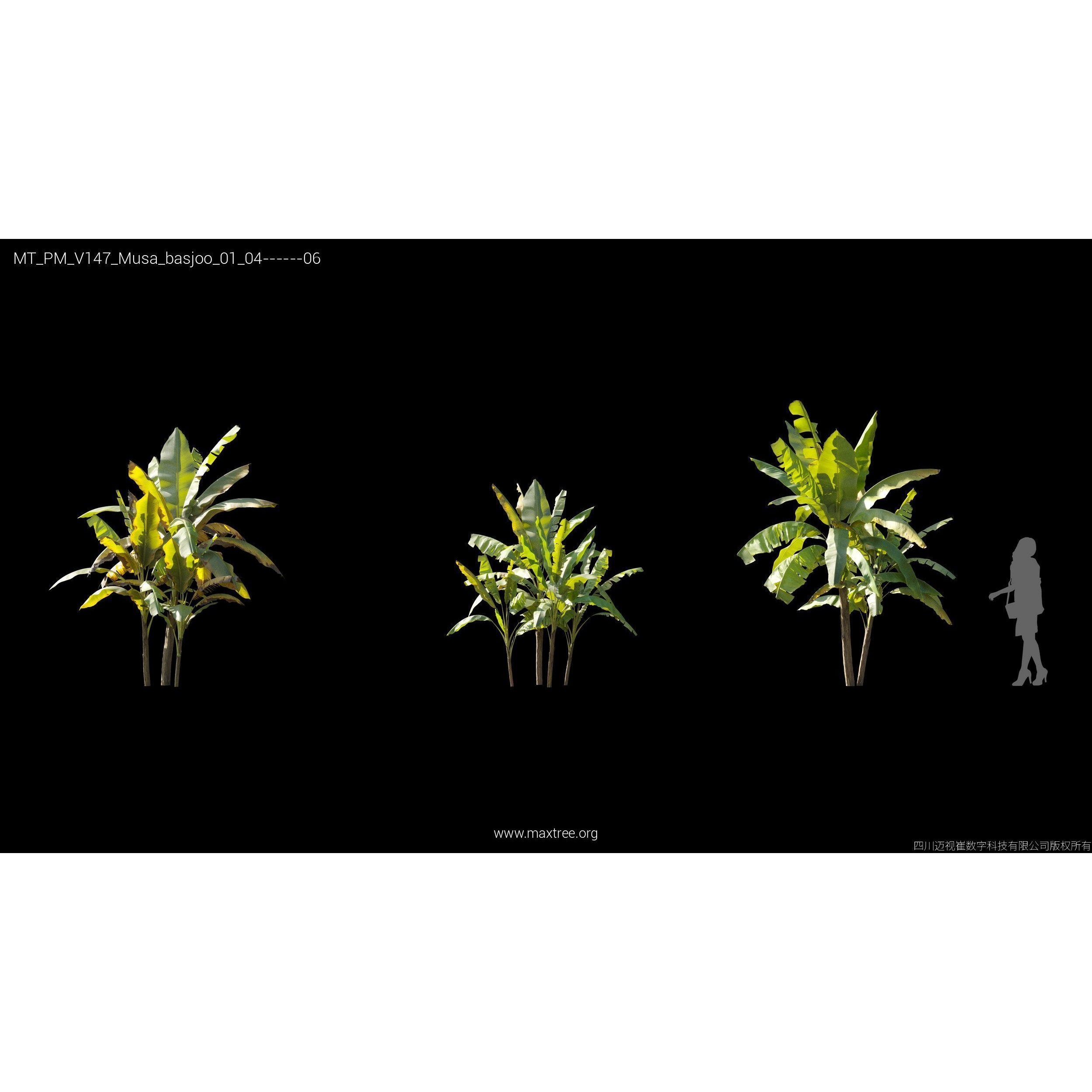 Maxtree Plant Models Vol 147 - High-Quality 3D Model - View 27